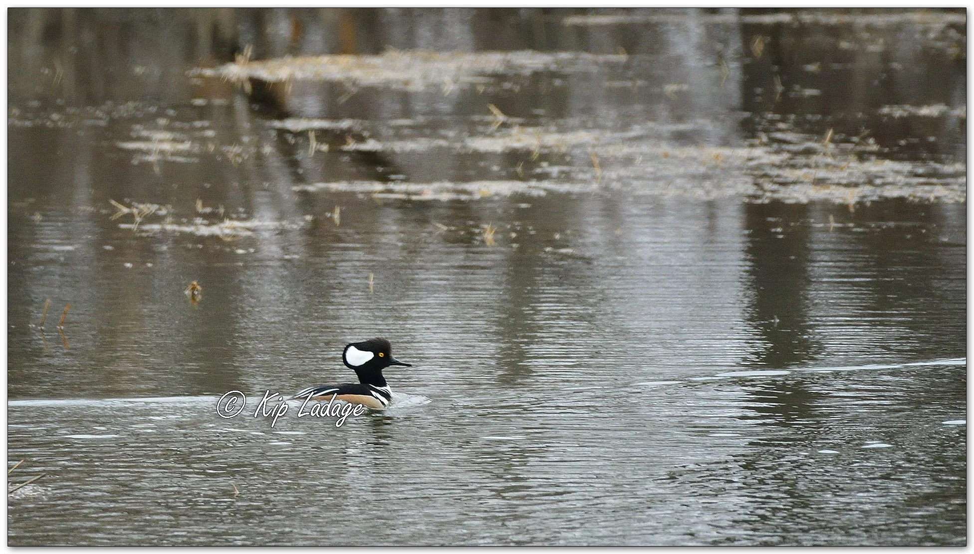 Hooded Merganser - Image 1069606