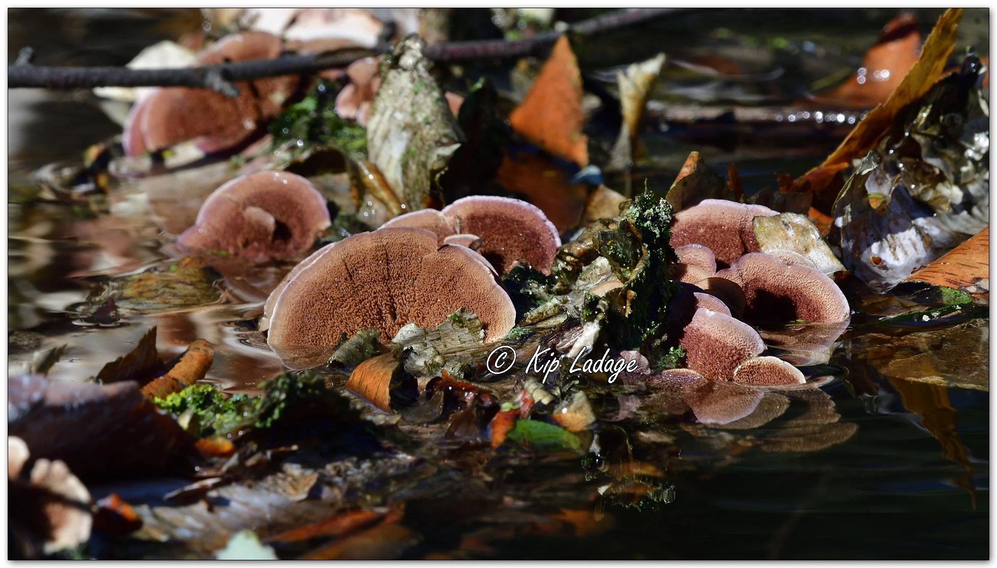 Violet-toothed Polypore - Image 1164478