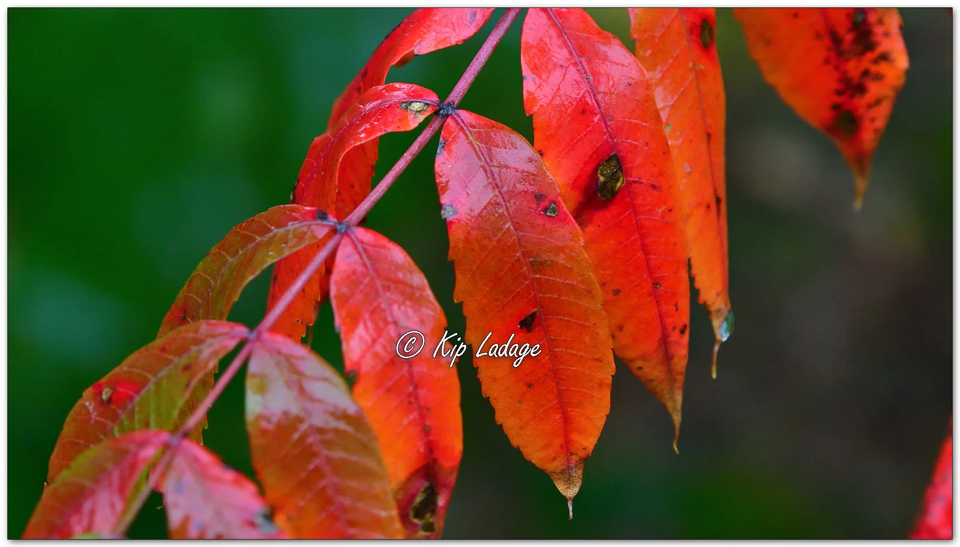 Smooth Sumac in Rain - Image 1163963