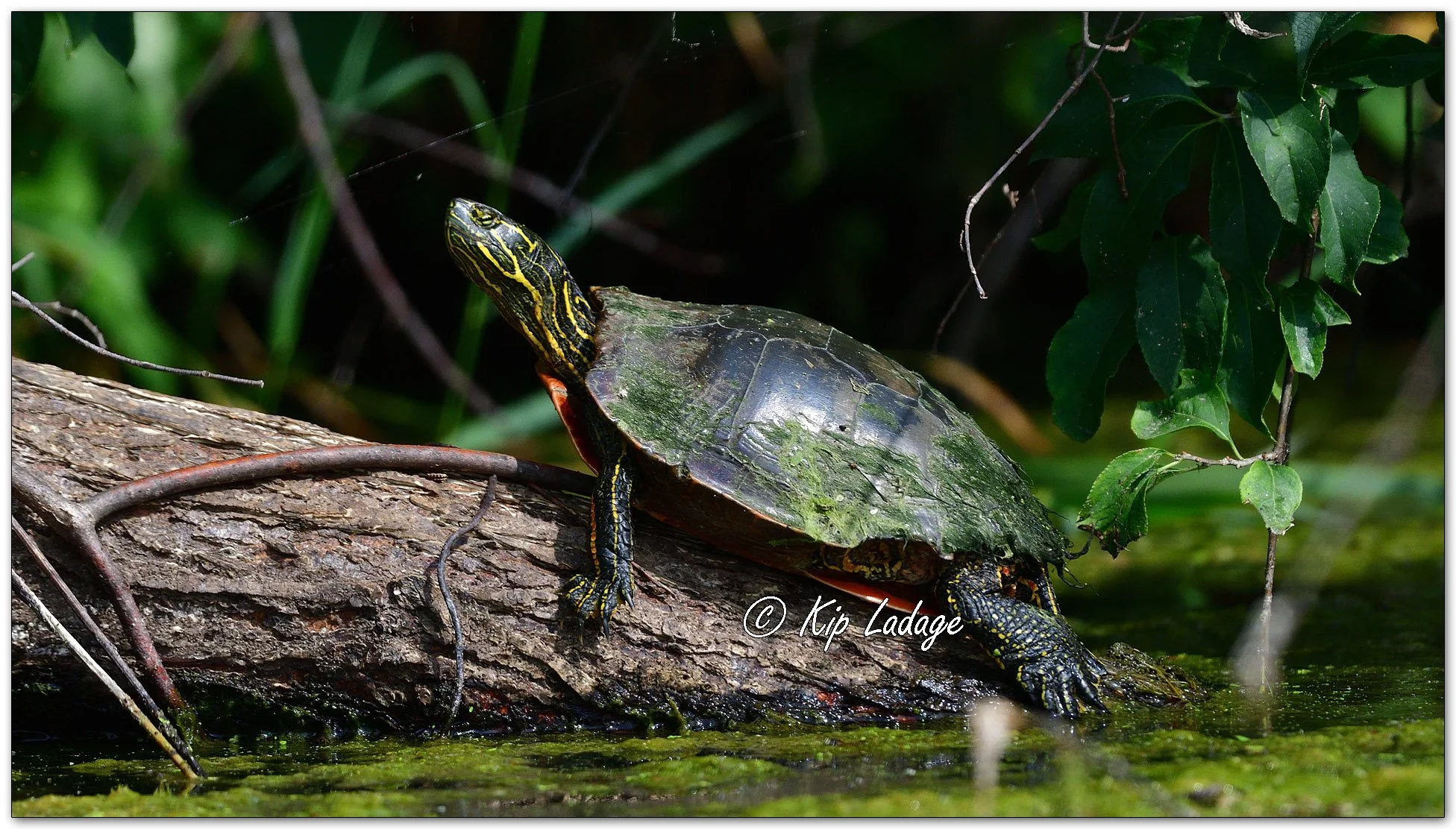 Painted Turtle - Image 1129058