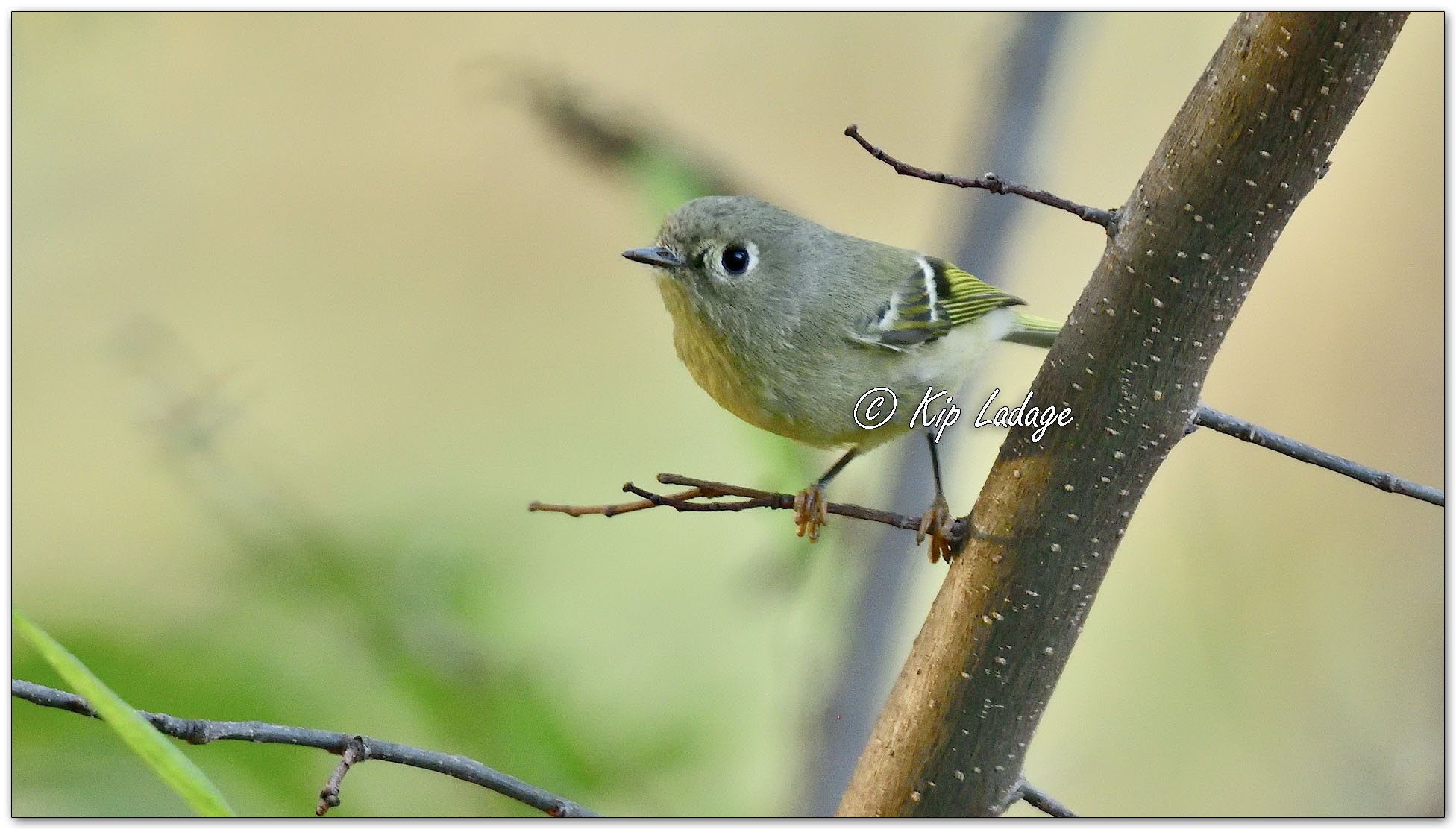 Ruby-crowned Kinglet - Image 1166666