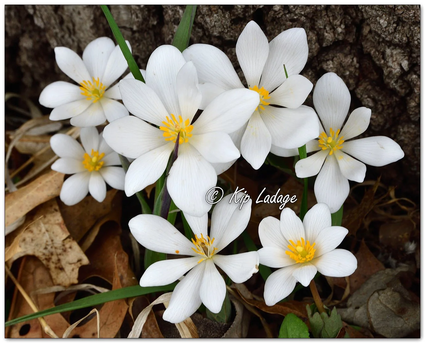 Bloodroot - Image 1086020