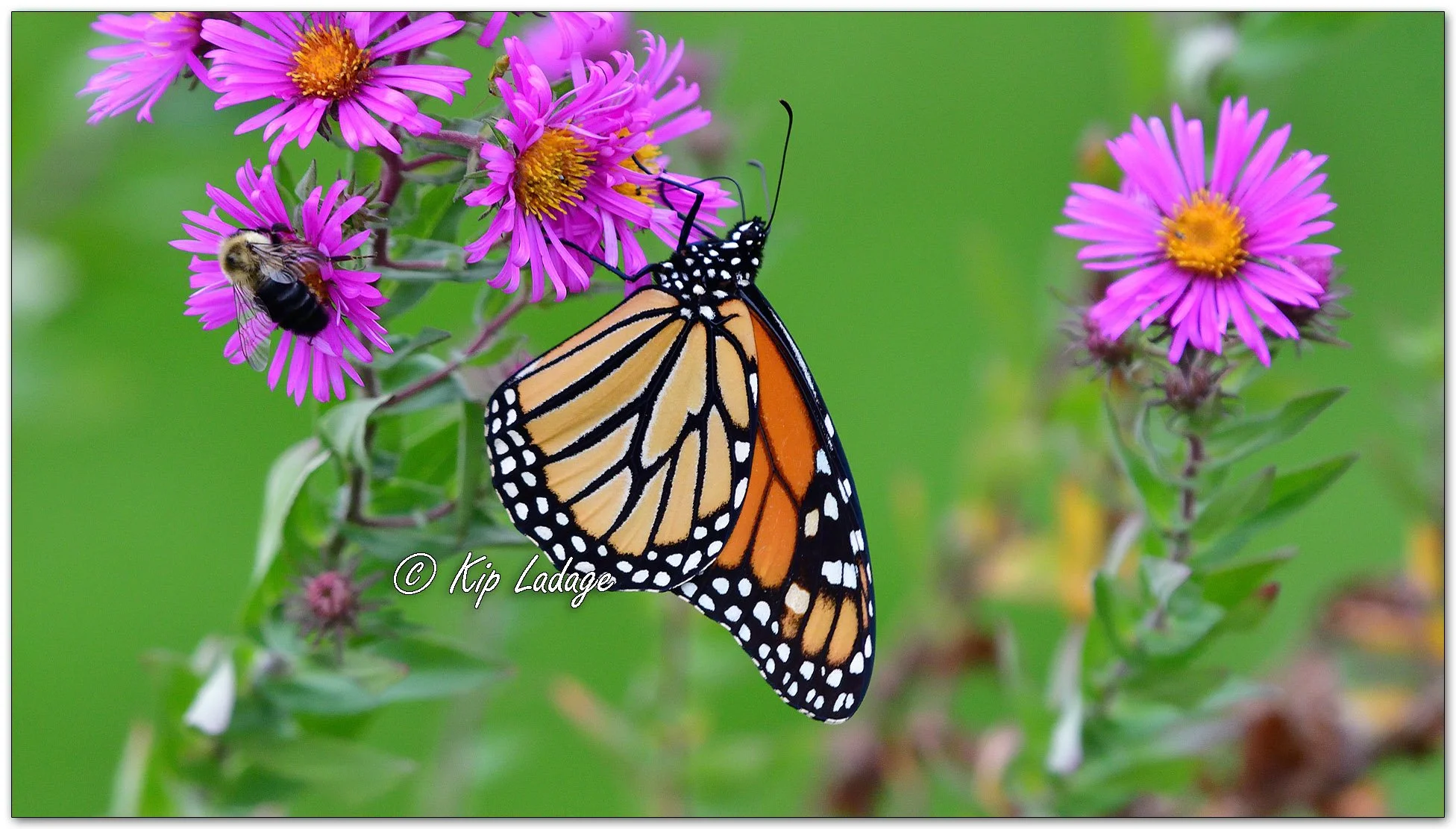 Monarch Butterfly on New England Aster - Image 1150846