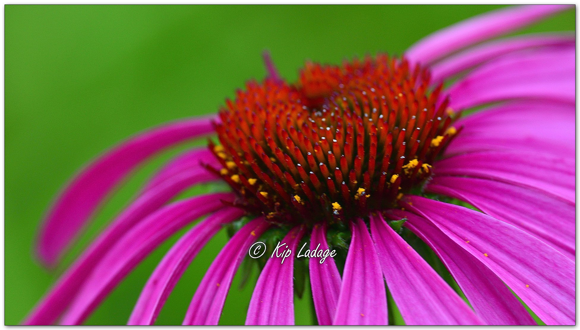 Purple Coneflower - Image 1117885