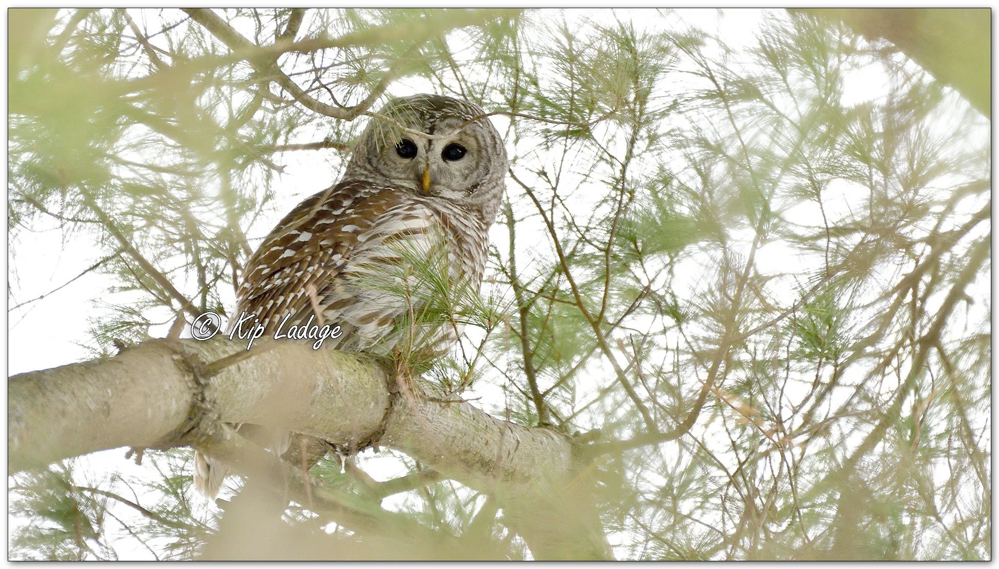 Barred Owl - Image 1054439