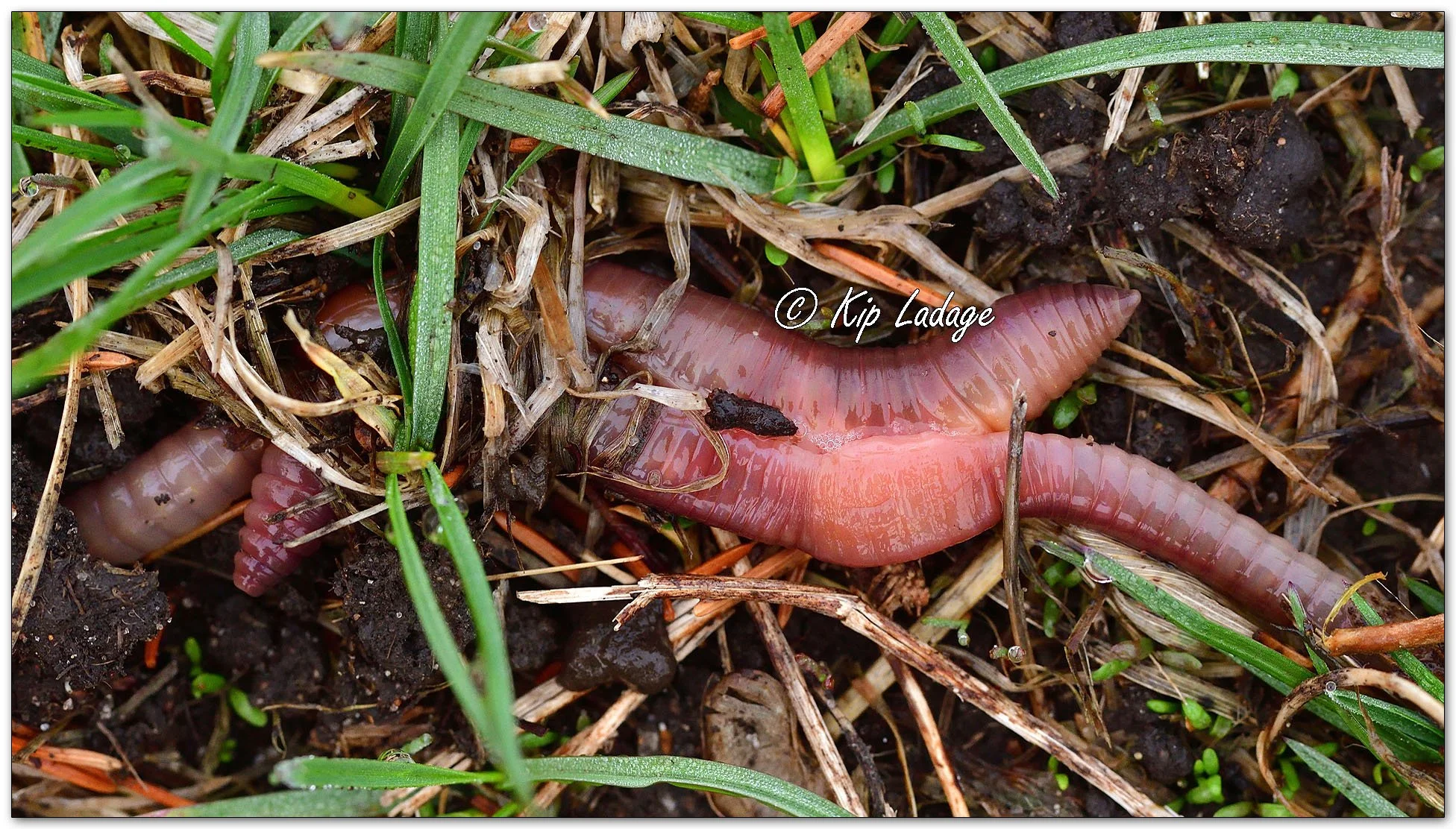 Nightcrawlers Mating - Image 1086847