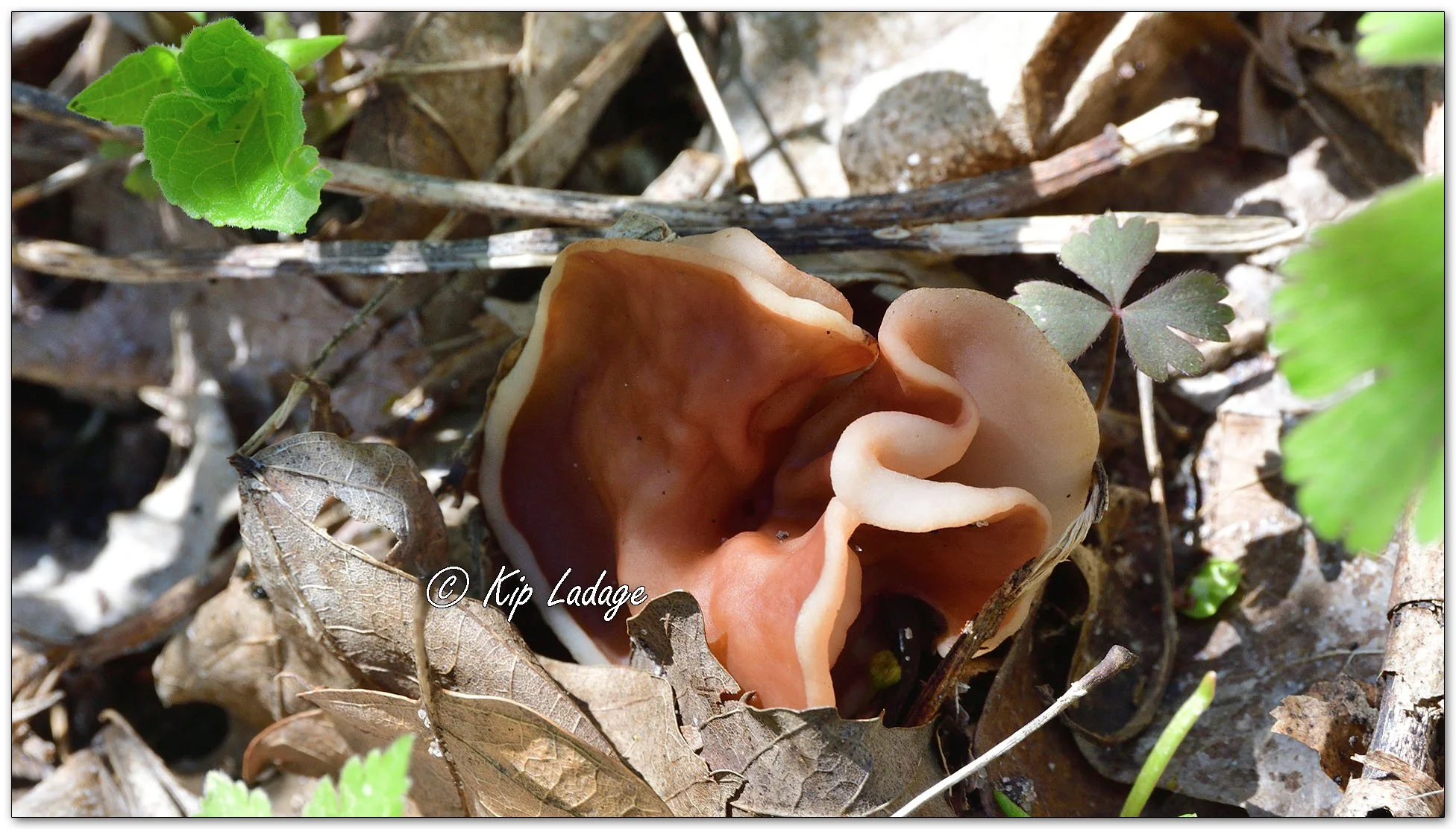 Discina Brunnea (Pig's Ear Fungus) - Image 1089212