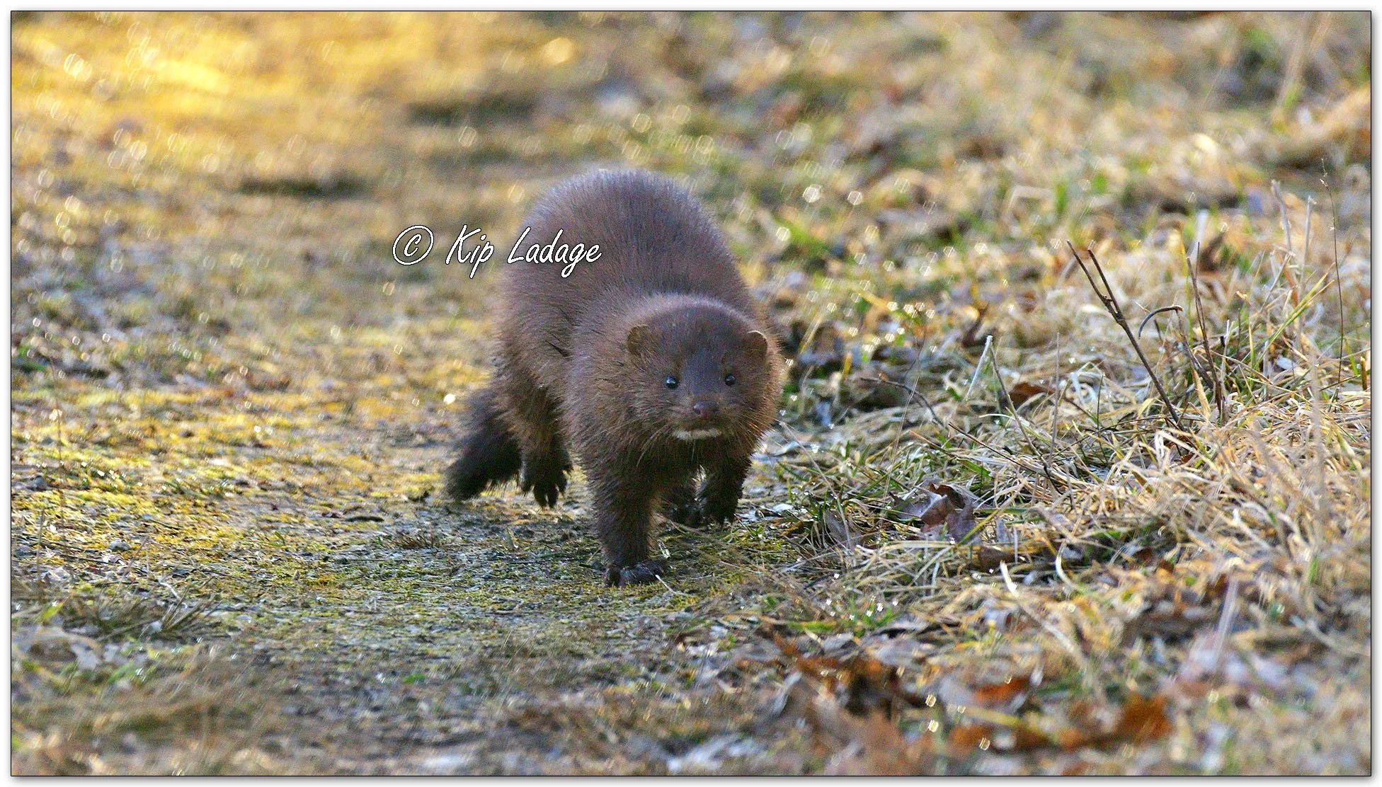 Mink - Image 1076233
