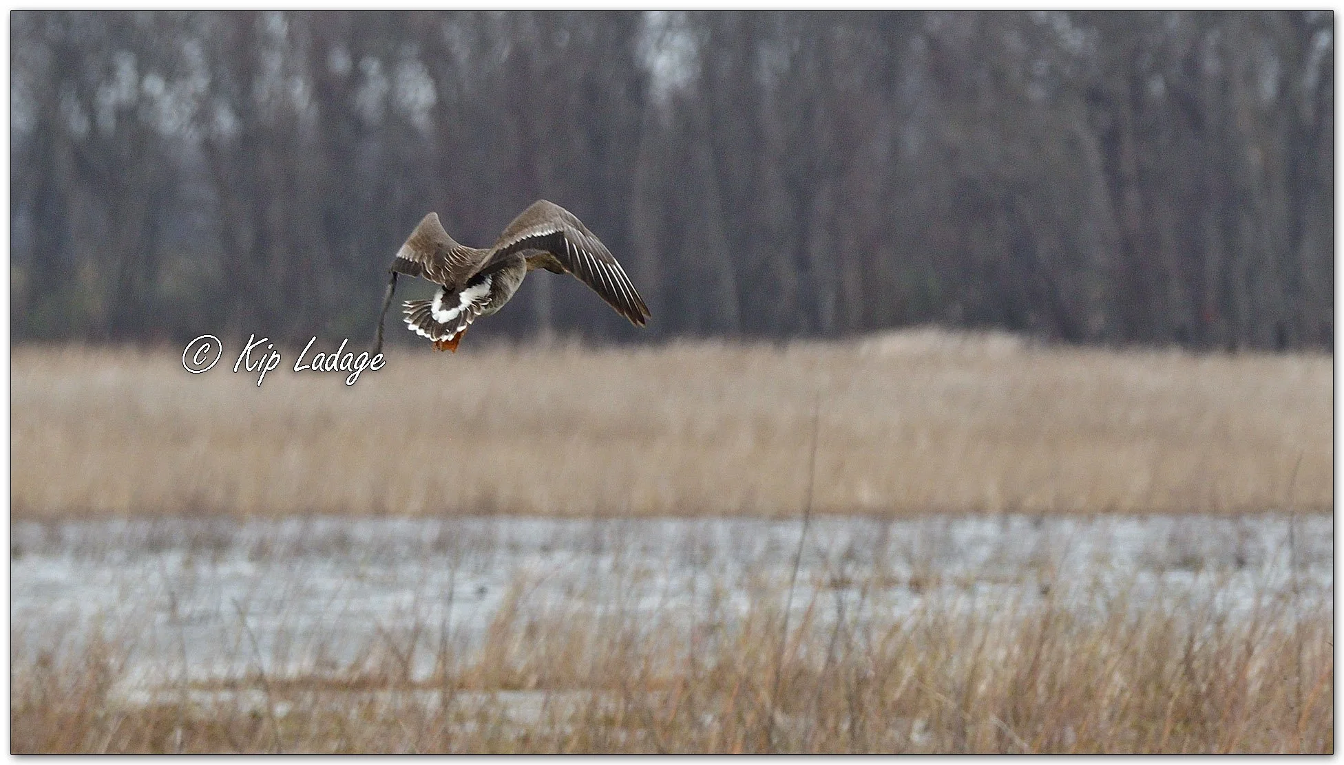 Greater White-fronted Goose in Flight - Image 1086216