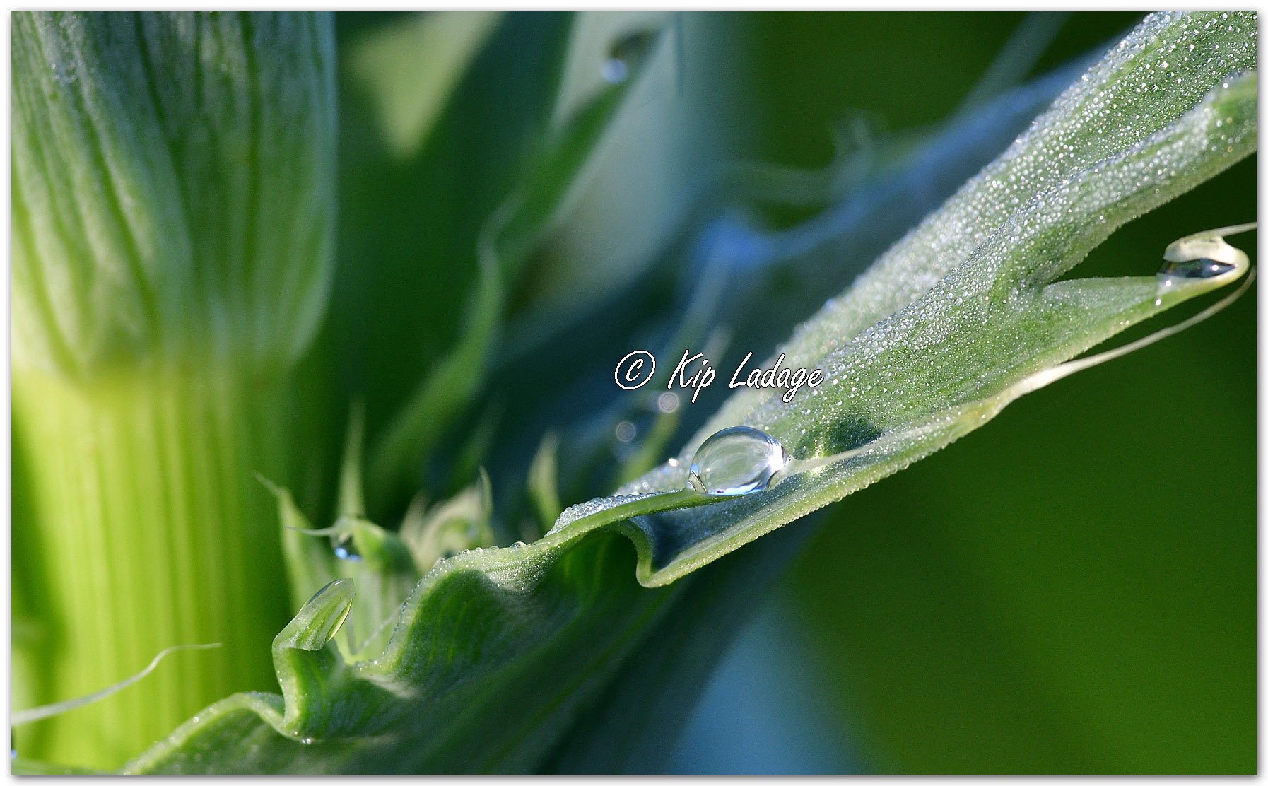 Dew-drop on Rattlesnake Master - Image 1111363
