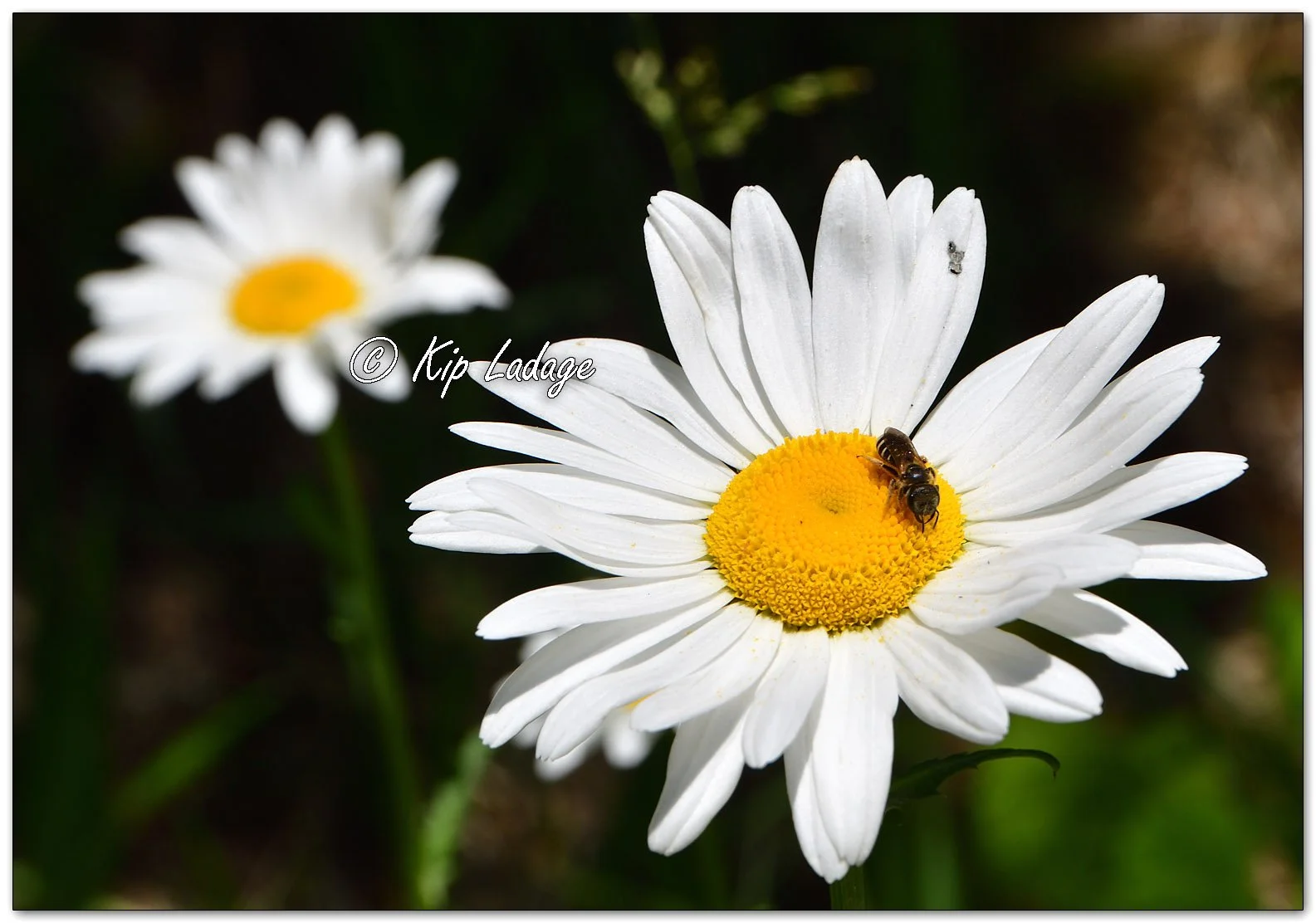 Oxeye Daisy - Image 1097967