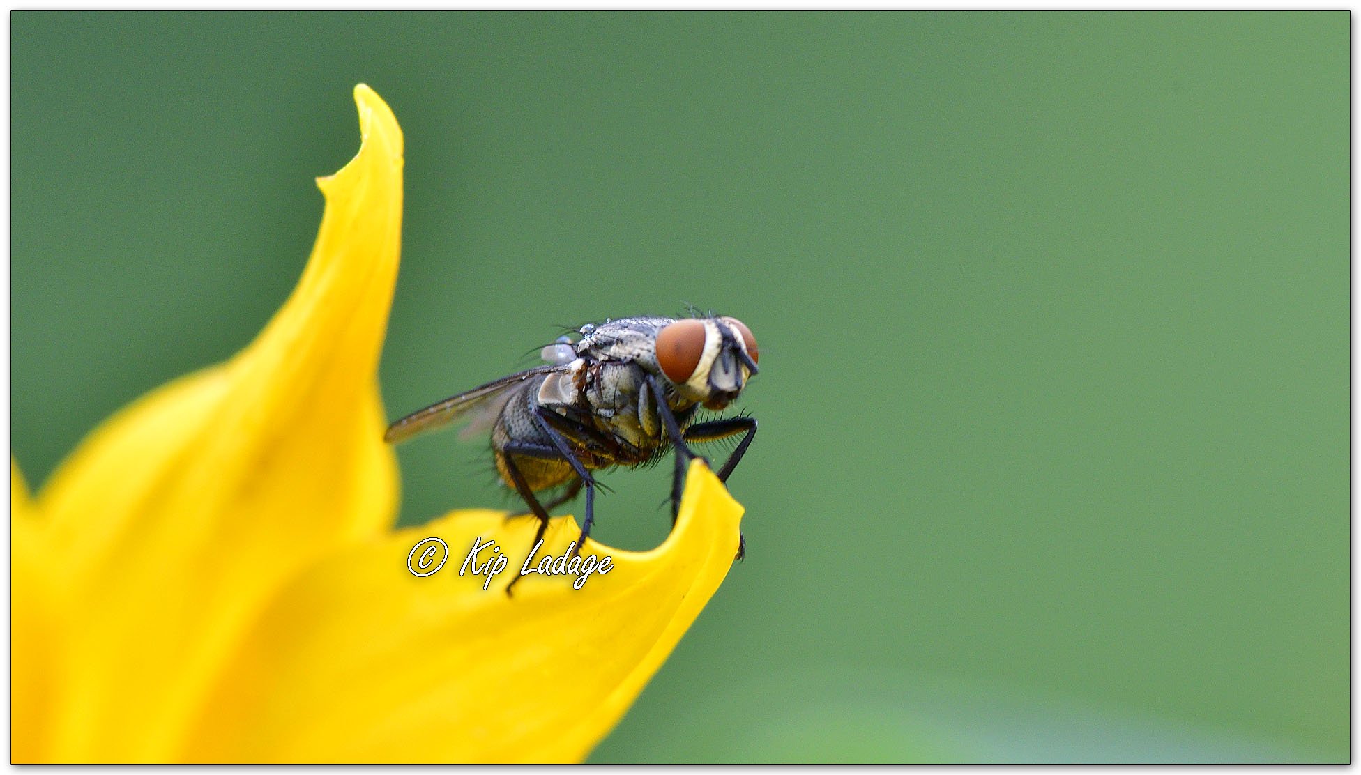 Flesh Fly on False Sunflower - Image 1152253
