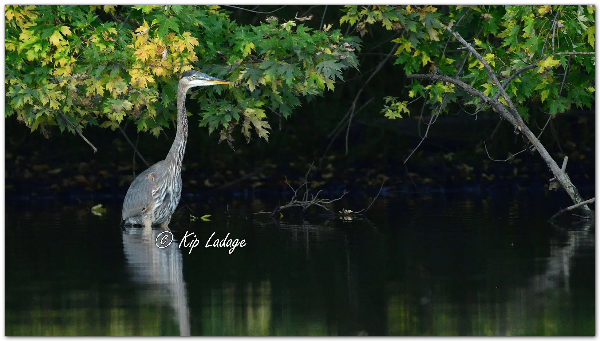 Great Blue Heron - Image 1162982