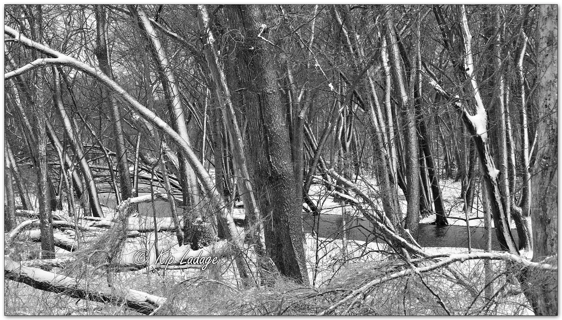 Timber in Snow - Image 1073376mono