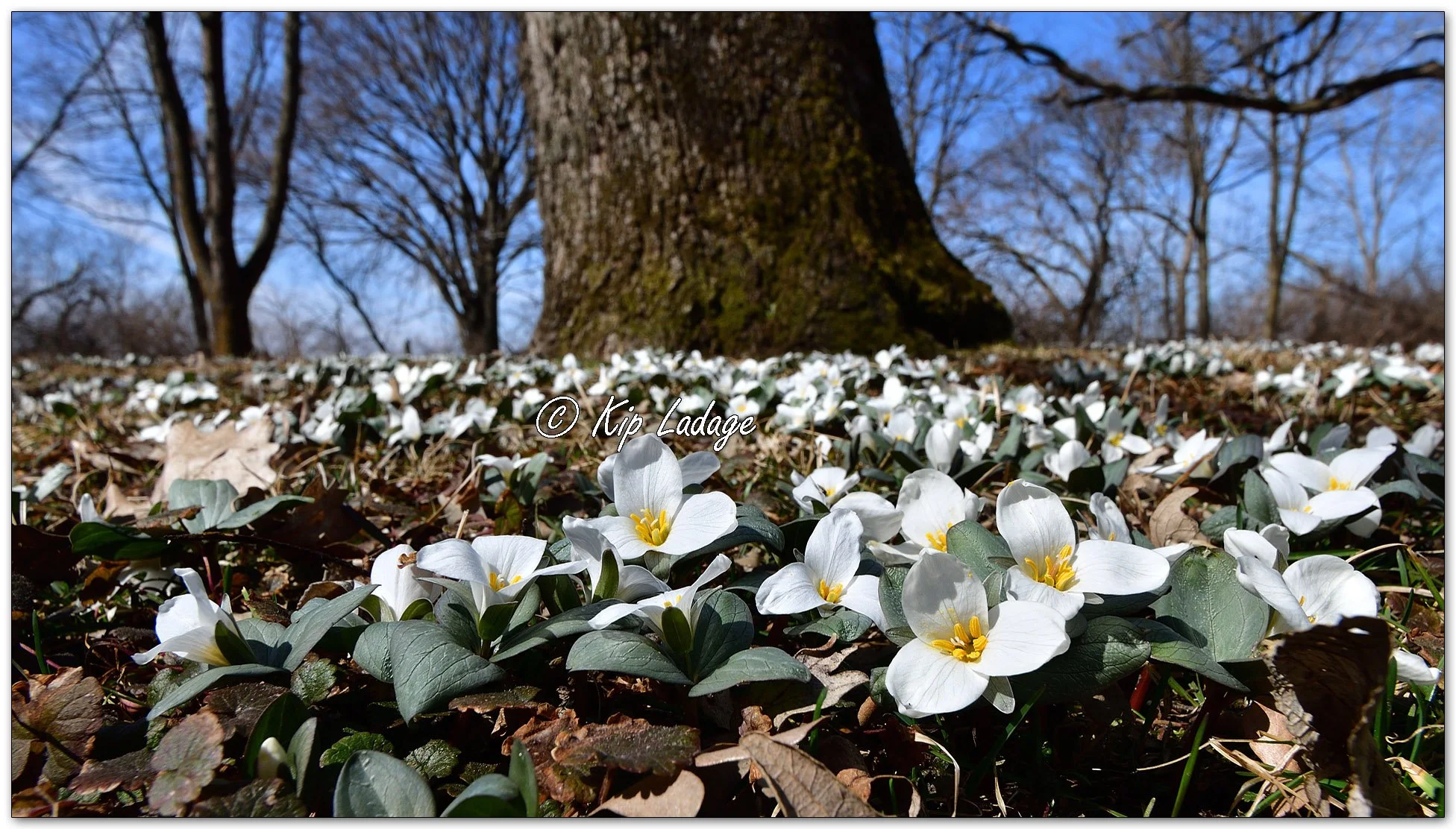 Snow Trilliums - Image 1078110