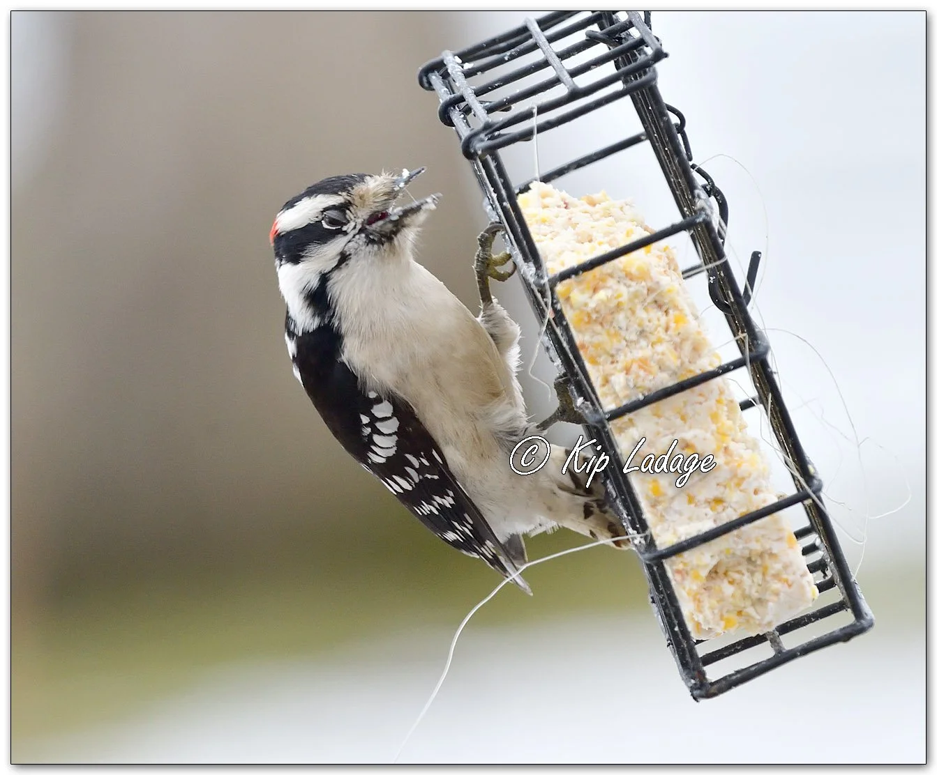 Male Downy Woodpecker - Image 1051164