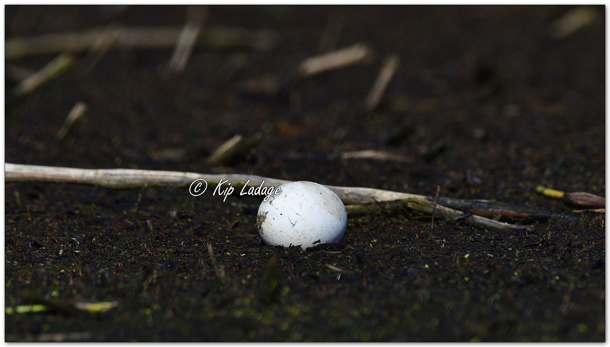 Lone Canada Goose Egg on Mud - Image 1092818