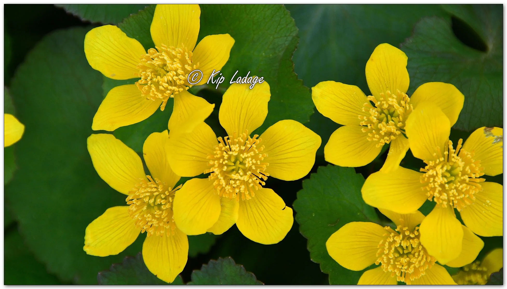 Yellow Marsh Marigold - Image 1086545