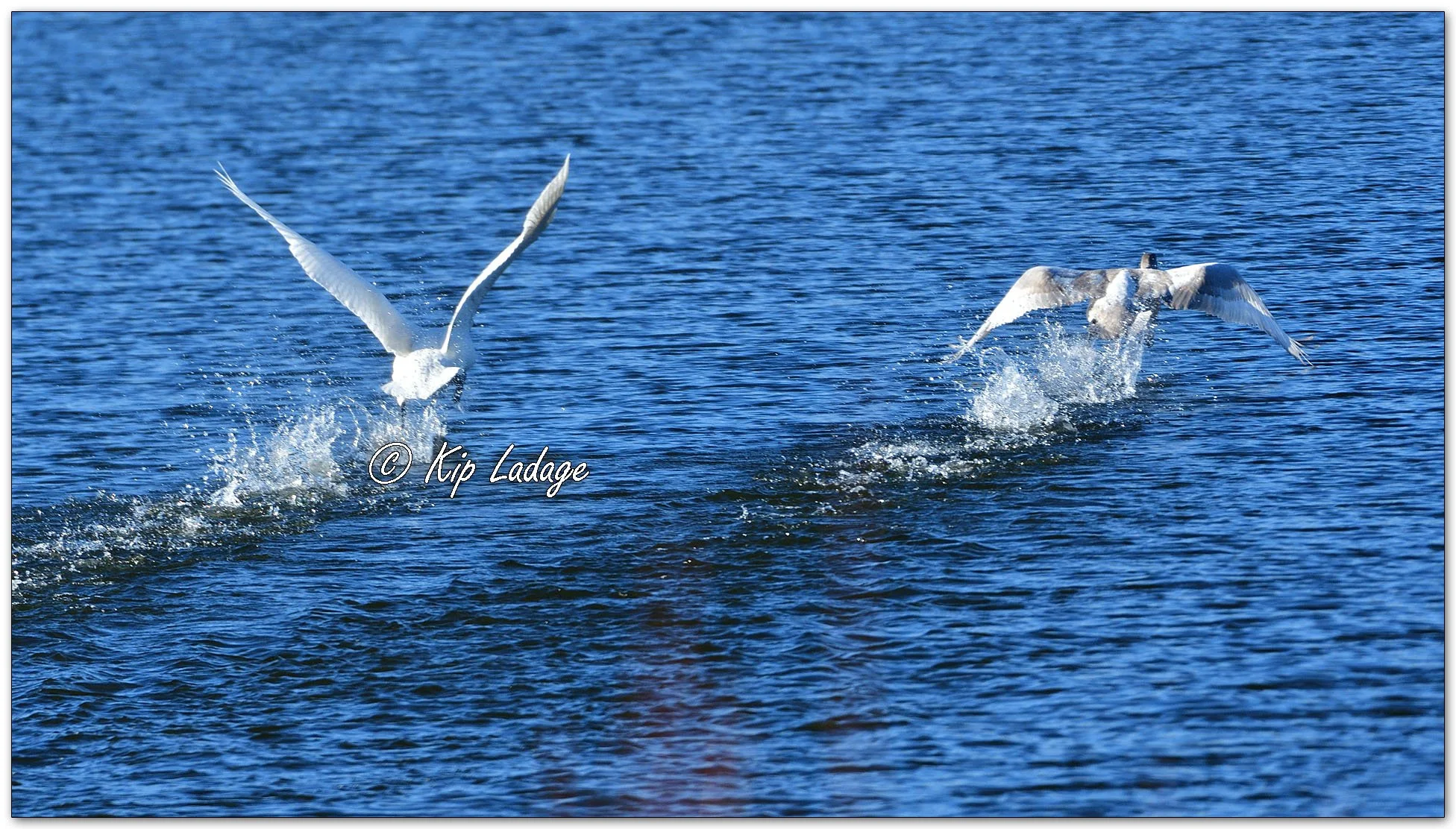 Trumpeter Swans - Image 1056697