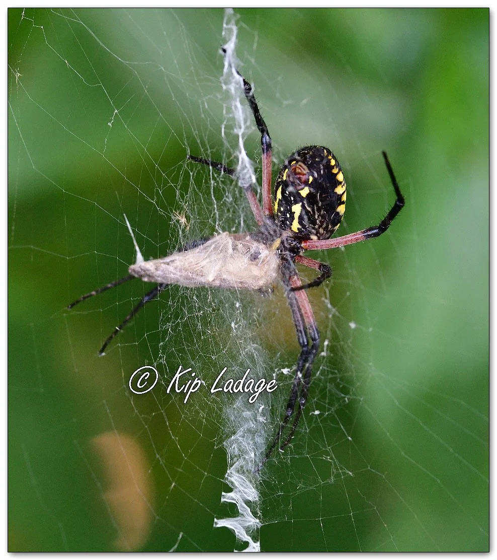 Yellow Garden Spider - Image 1143880