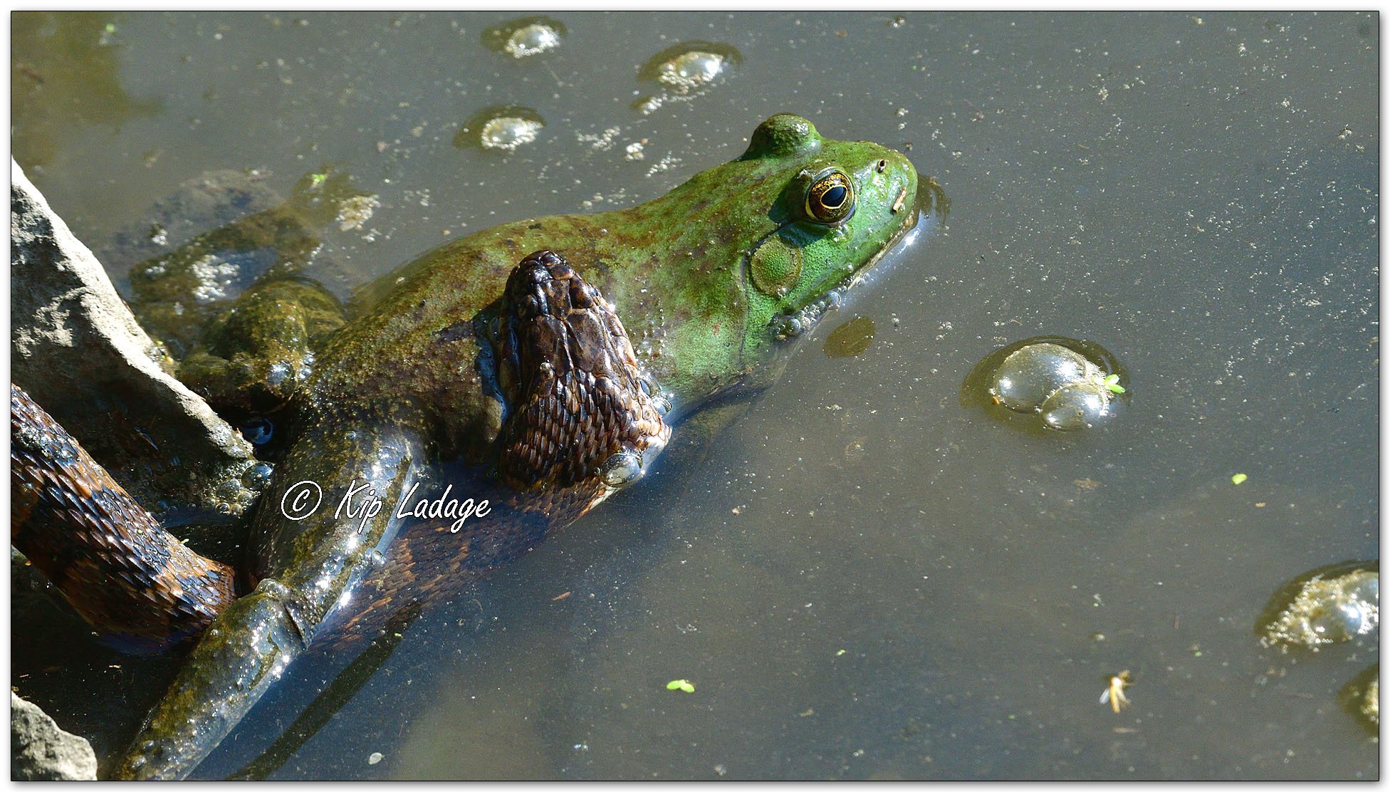 Northern Water Snake with Bullfrog - Image 1130759