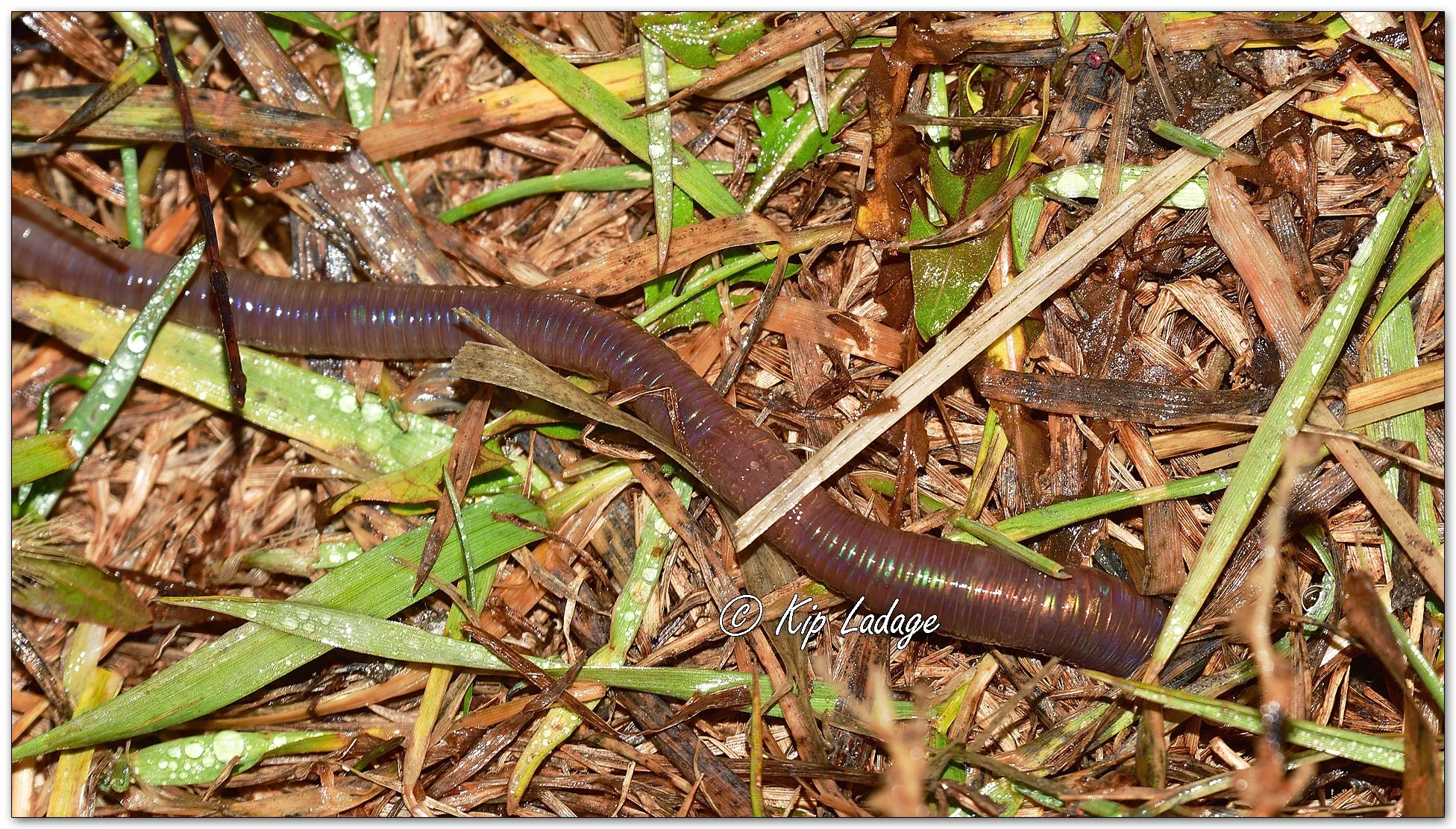 Nightcrawler Before Blizzard - Image 1053109