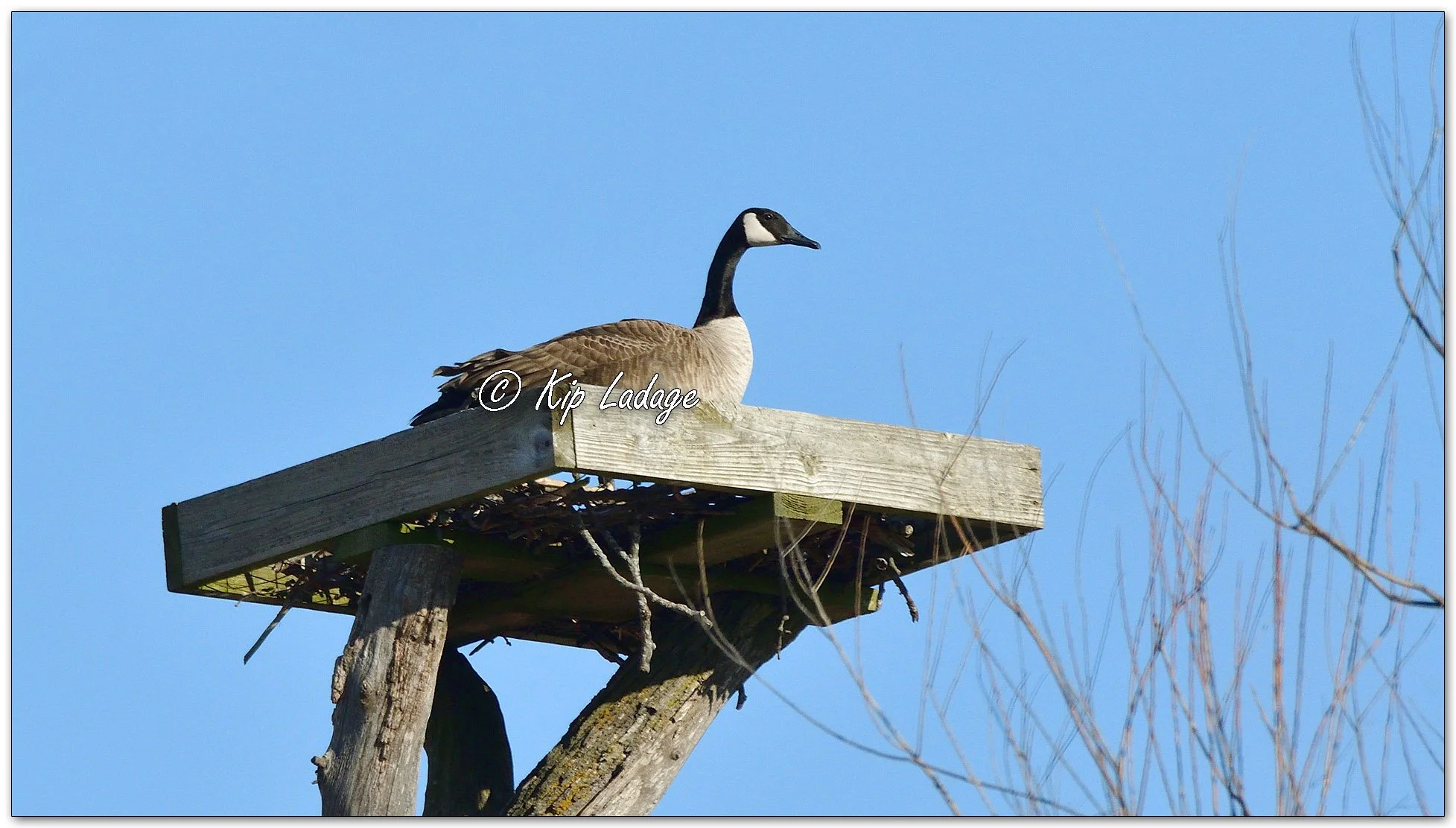 Canada Goose on Osprey Platform - Image 1063023
