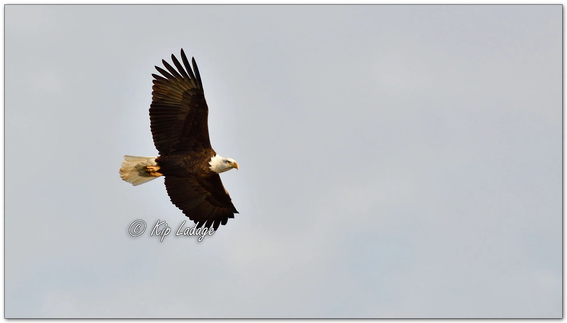Bald Eagle Along Wapsipinicon River - Image 1162580