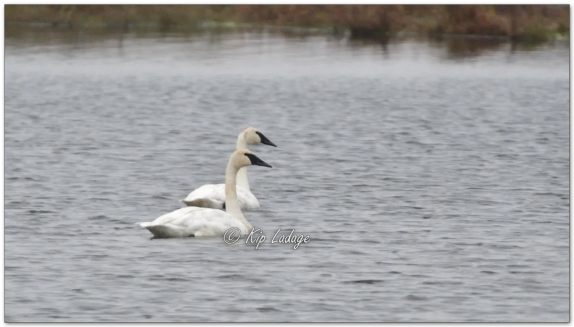 Trumpeter Swans in Rain - Image 1164019