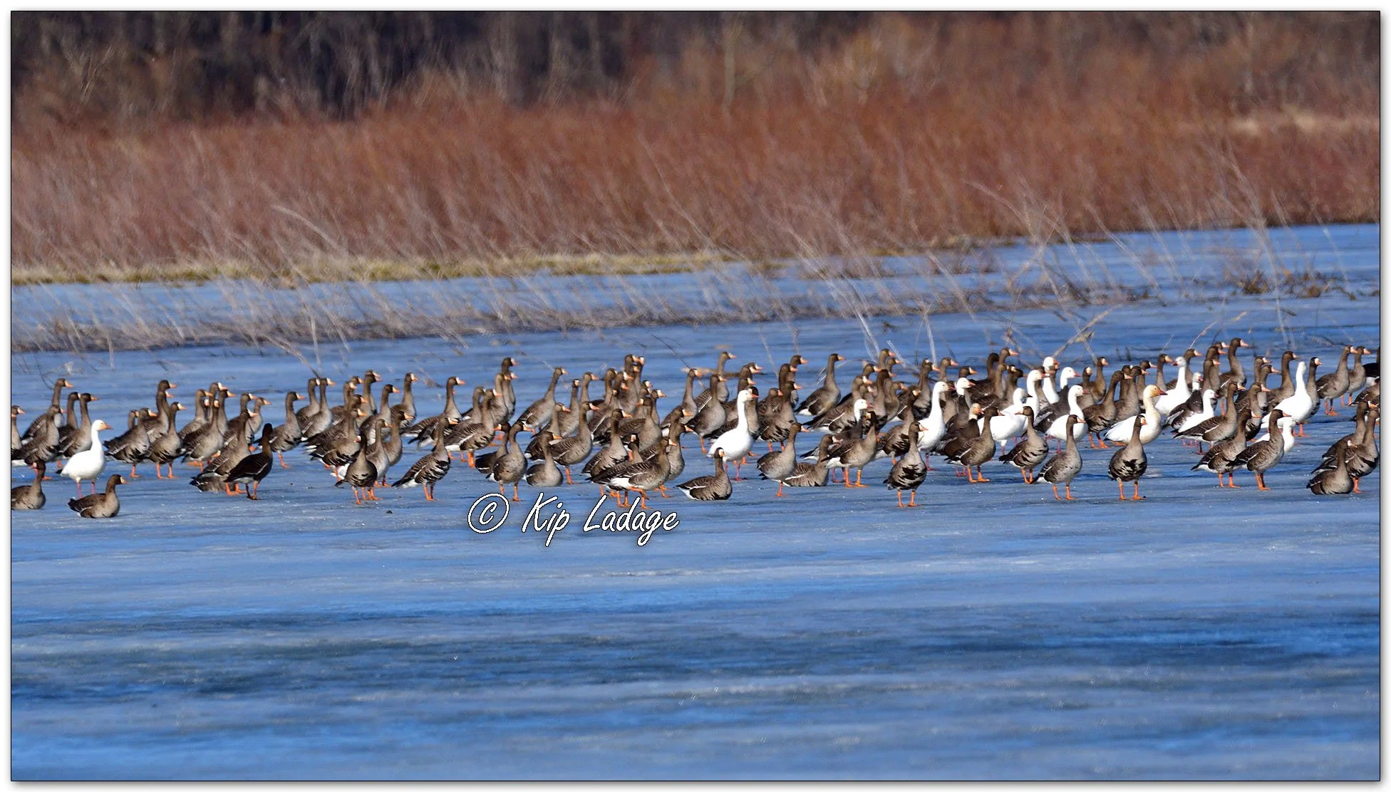 Greater White-fronted and Snow Geese - Image  1070941