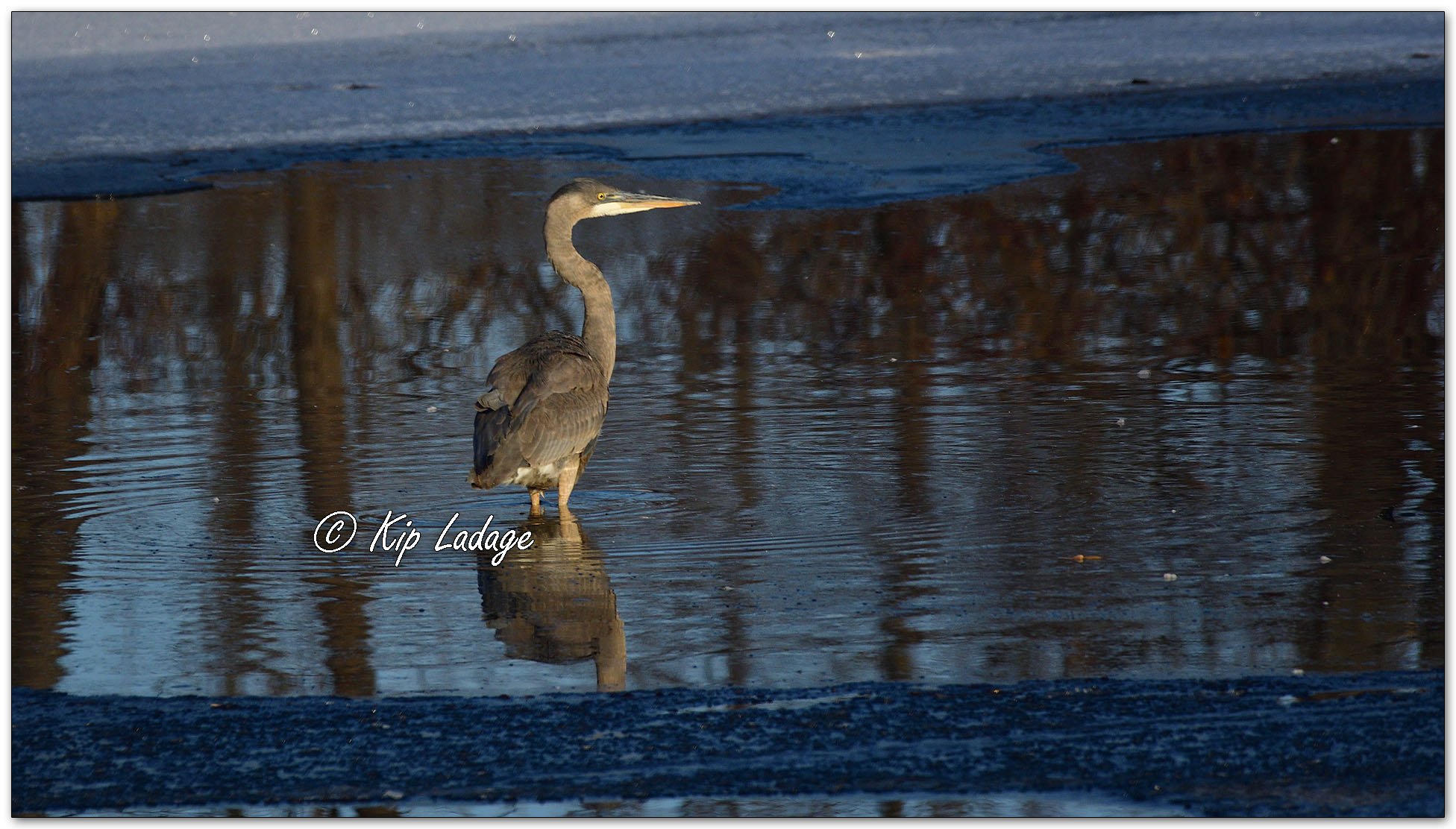 Great Blue Heron in Winter - Image 1050766