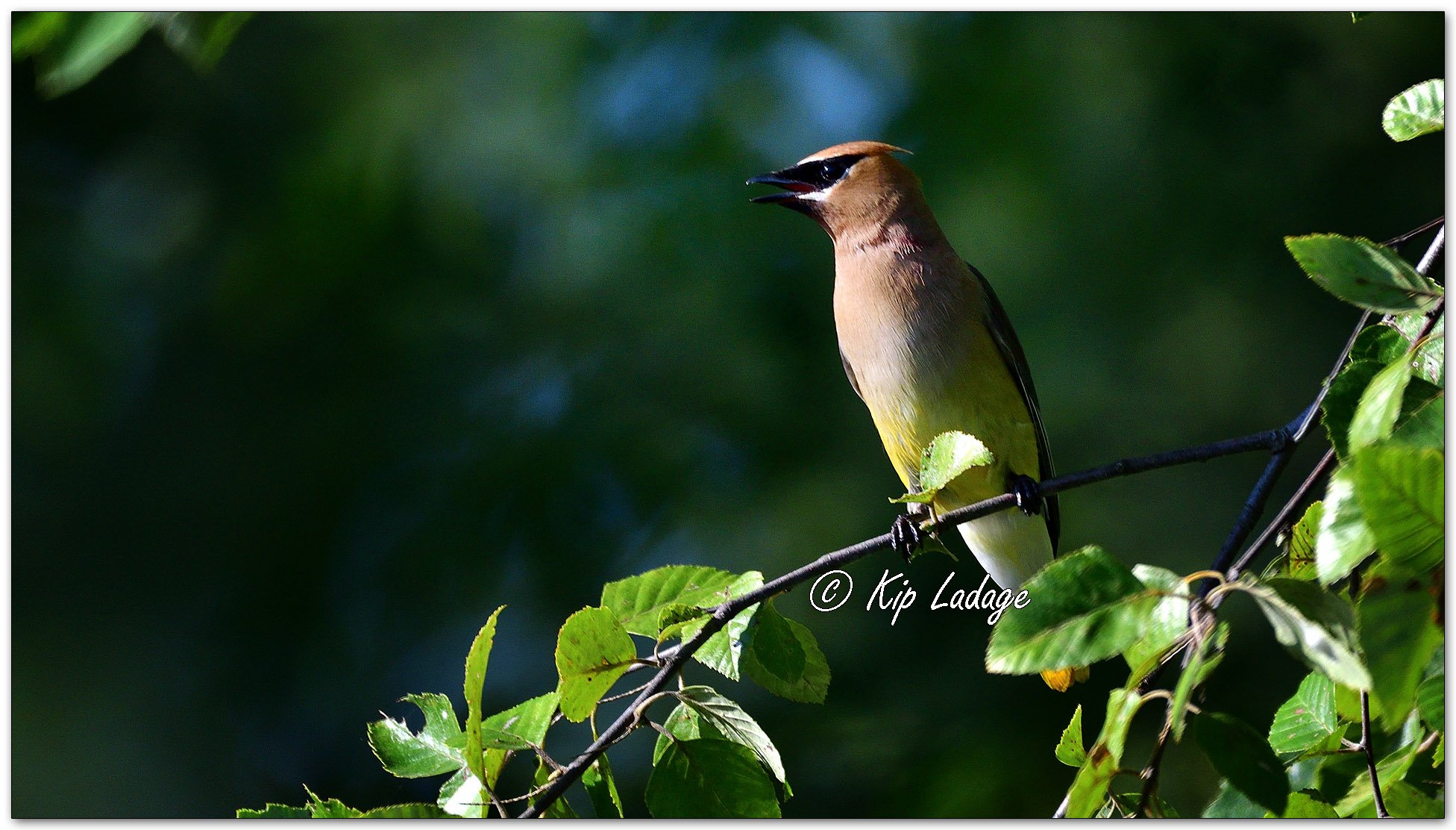Cedar Waxwing - Image 1138683