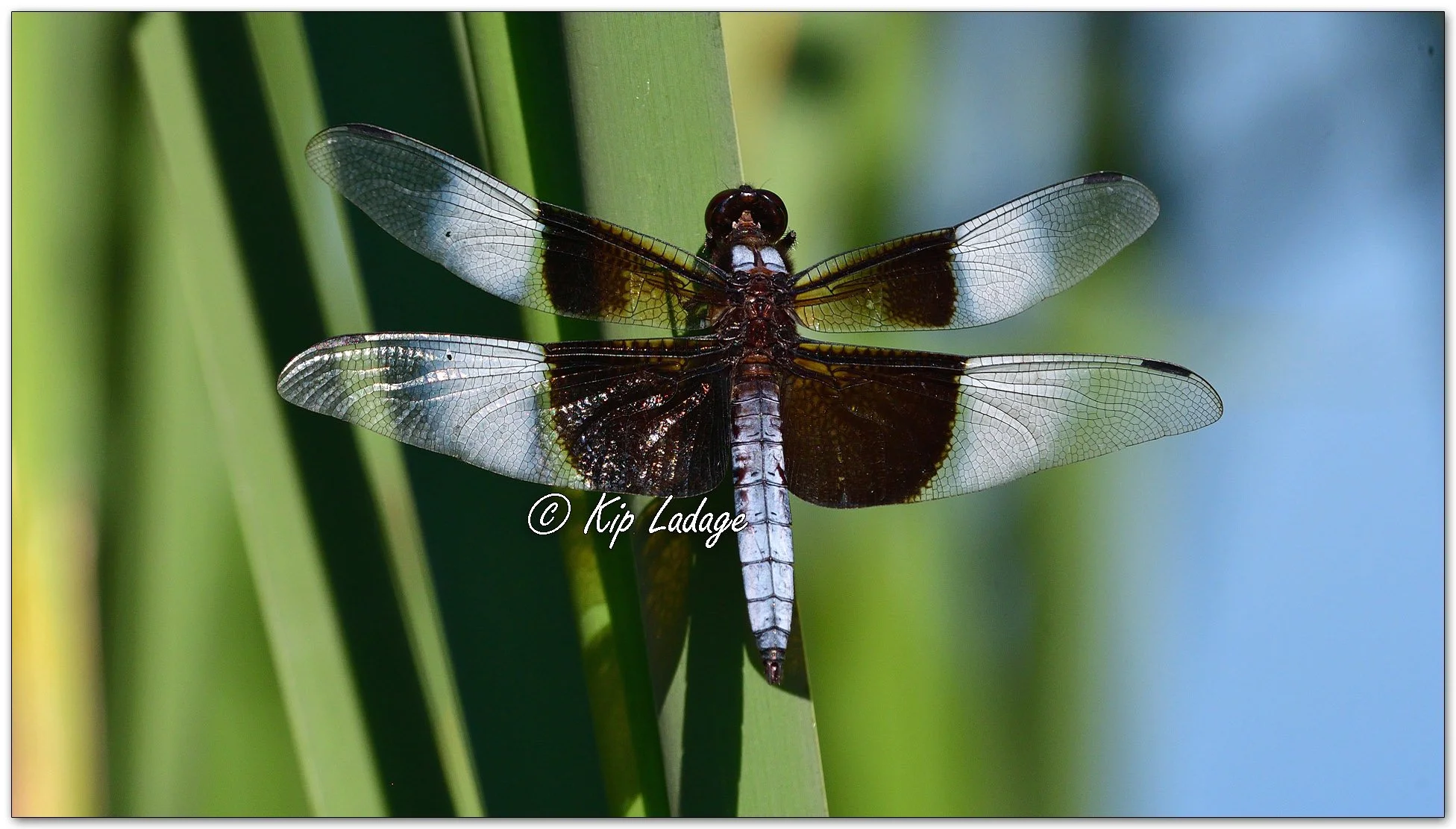 Widow Skimmer Dragonfly - Image 1121497