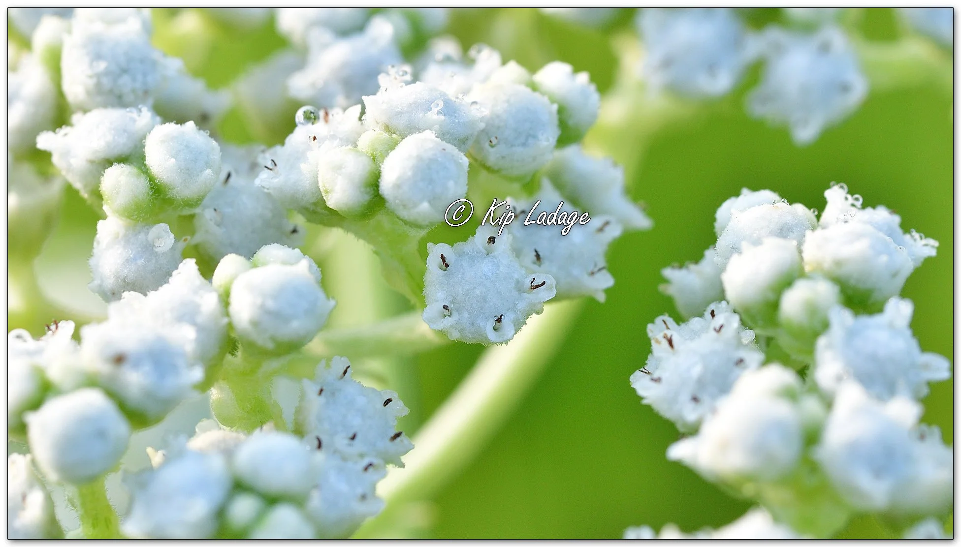 Wild Quinine - Image 1118535