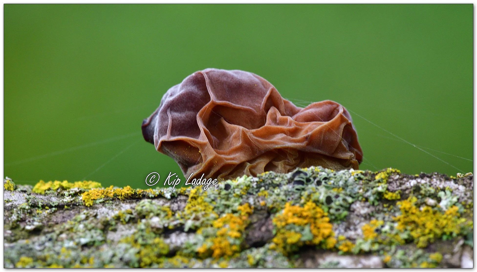 Jelly Ear Fungus - Image 1134335