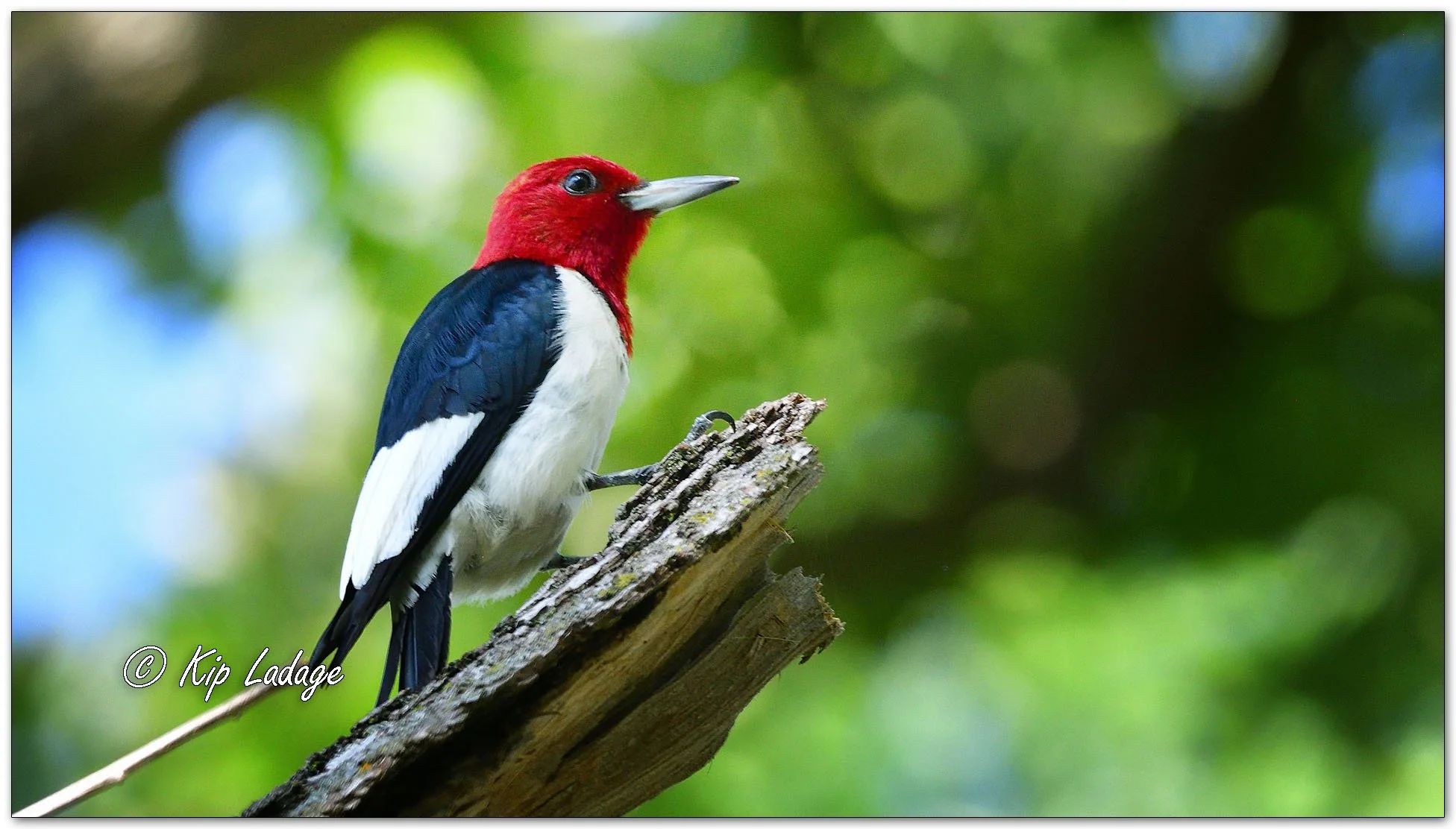 Red-headed Woodpecker - Image 1125640