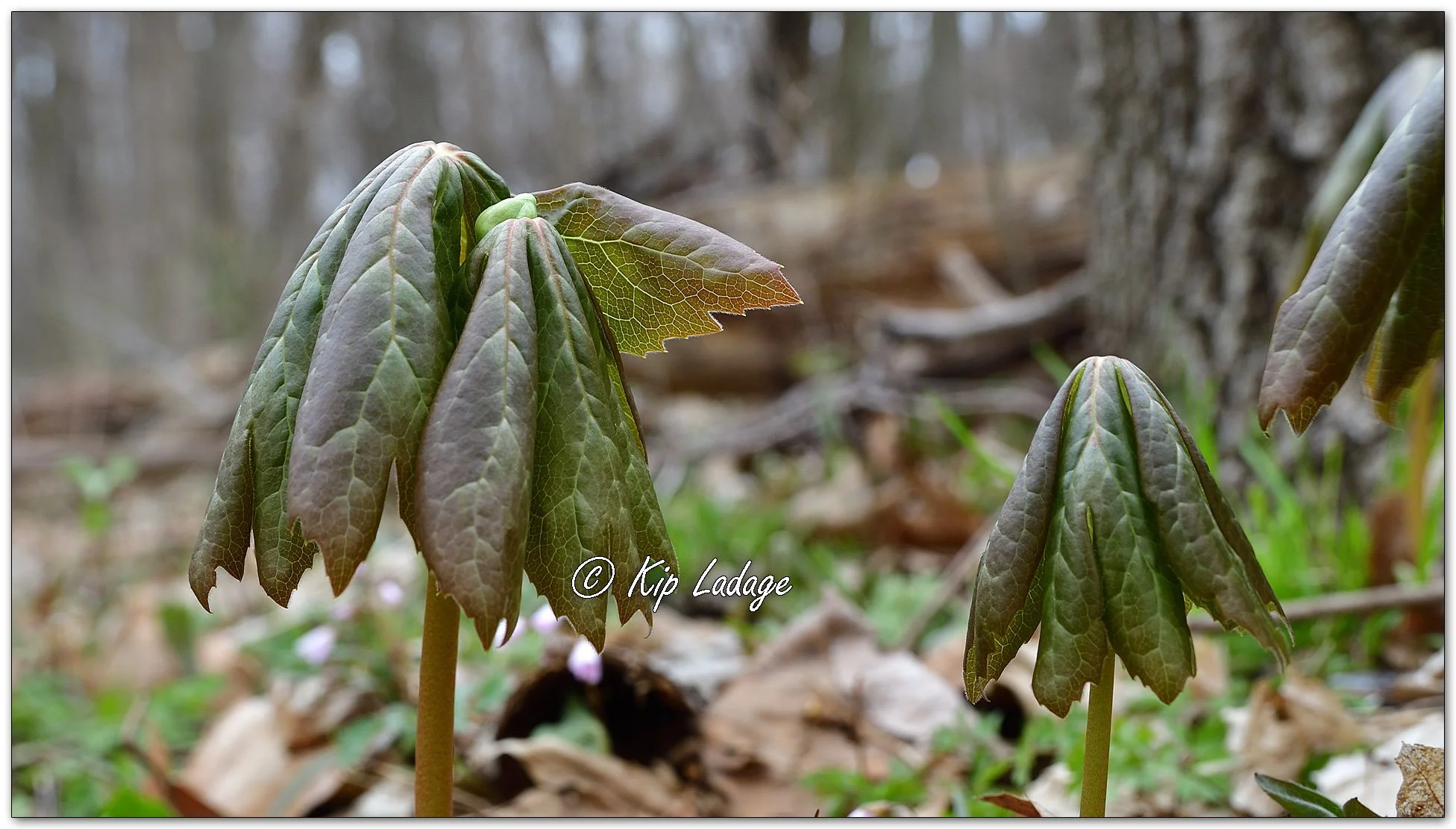 Mayapple - Image 1085785