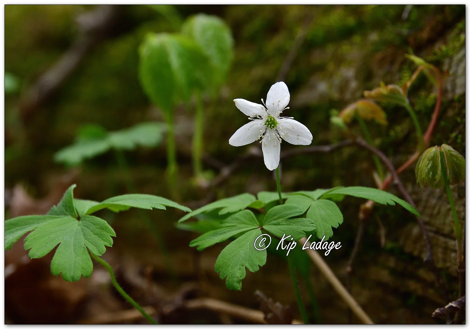 Wood Anemone - image 1091984