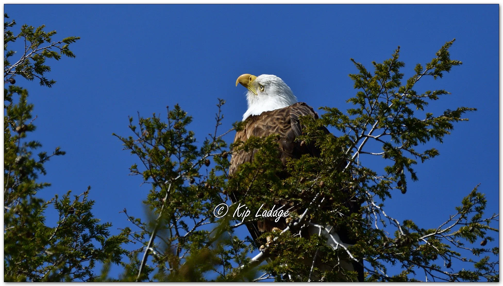 Adult Bald Eagle - Image 1077120 (Watching a red-tailed hawk flying near an eagle nest.)