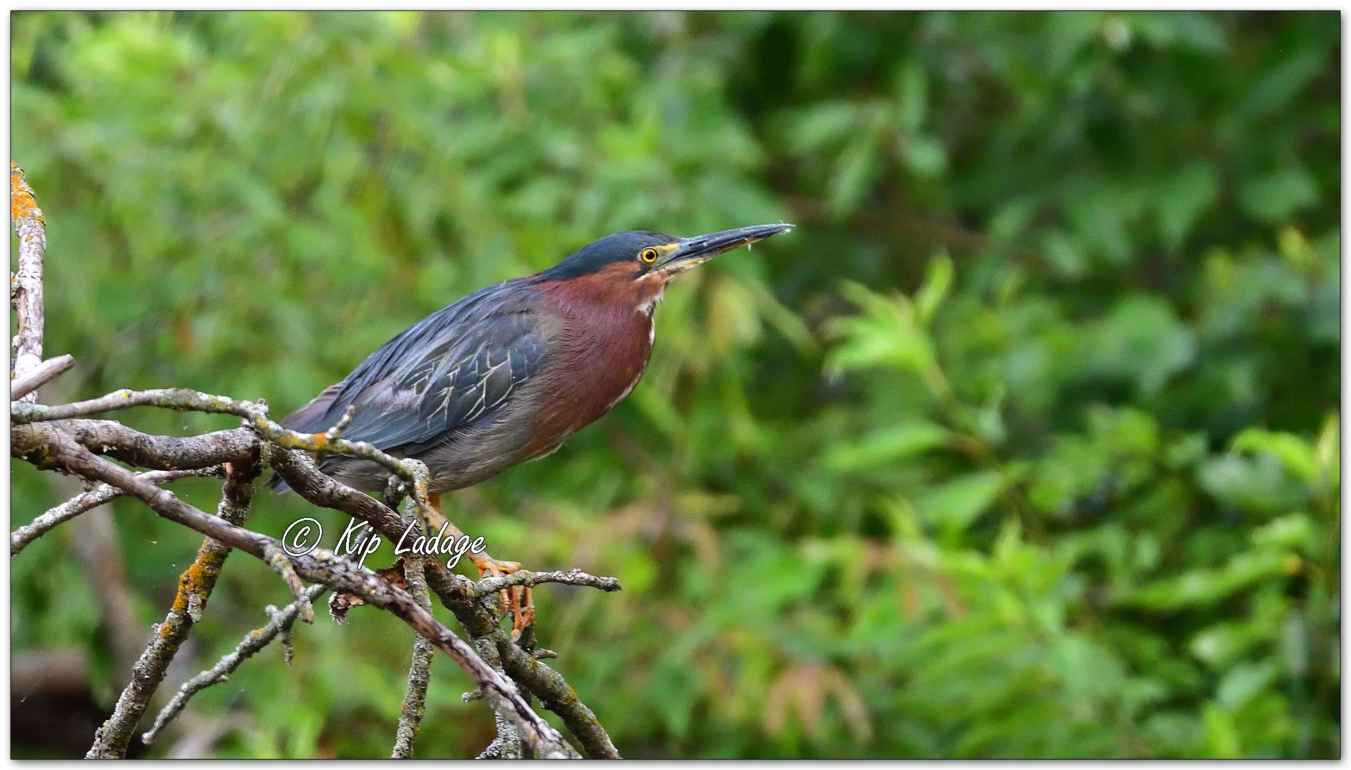 Green Heron - Image 1126824
