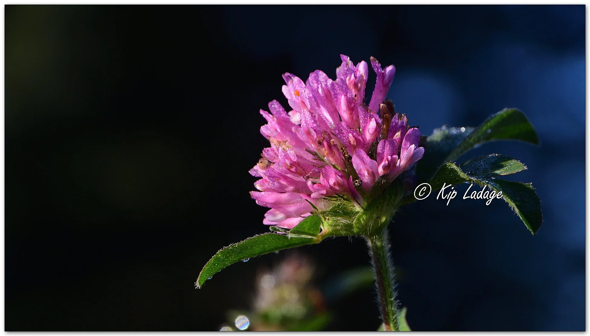 Dew-covered Red Clover - Image 1159156