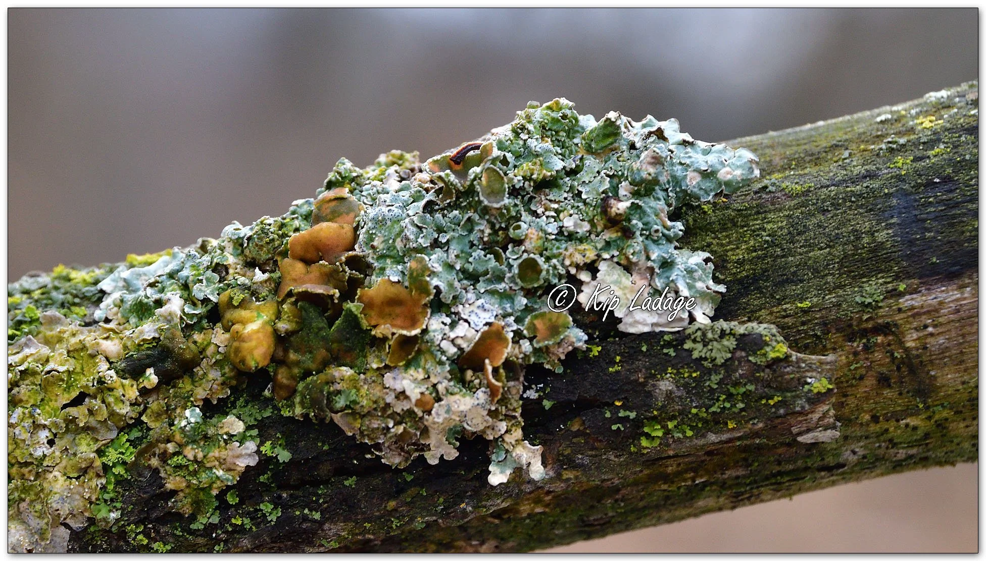 Lichen - Image 1055983
