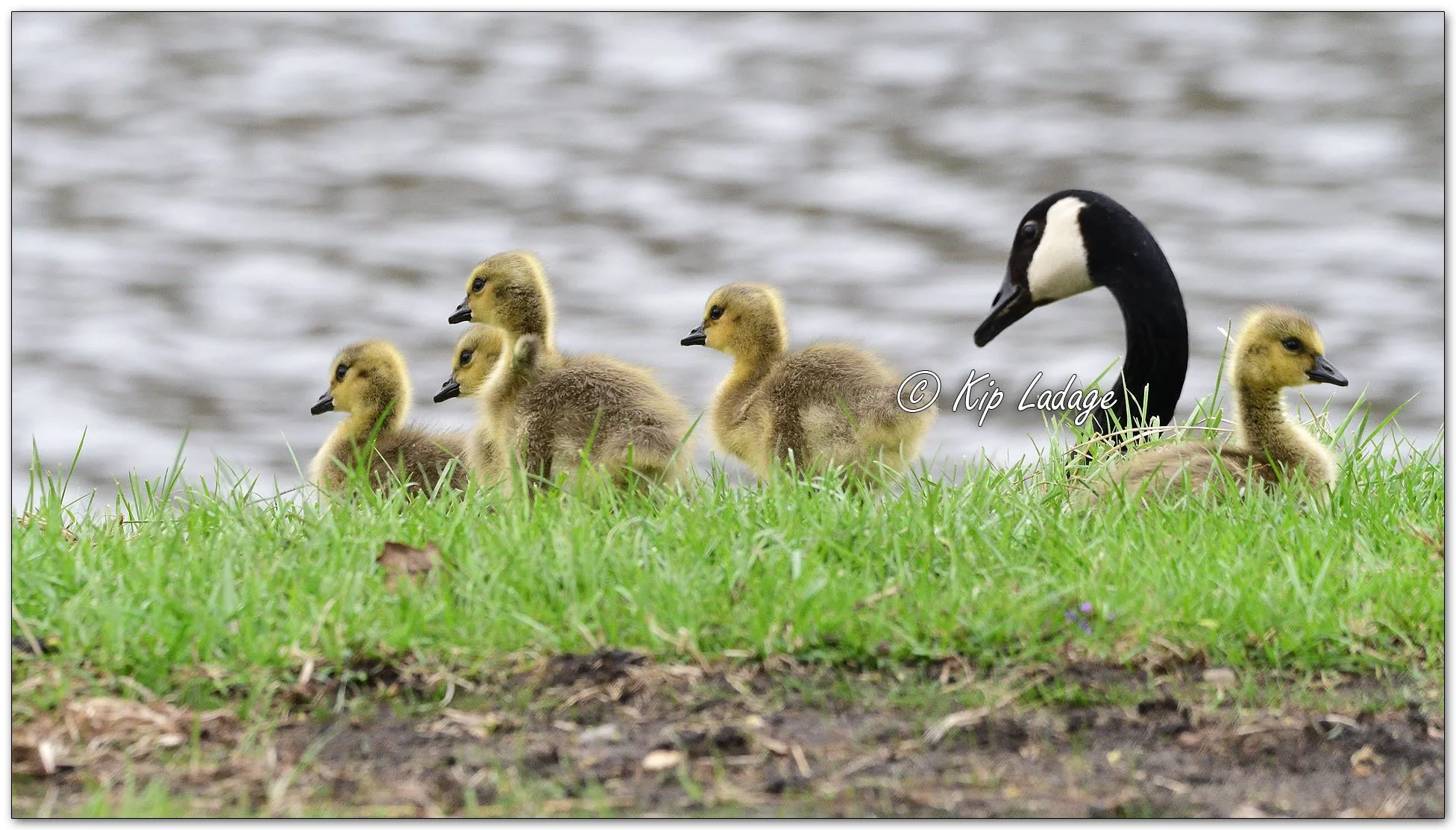 Kip’s Comments - April 26, 2024 — LadagePhotography.com