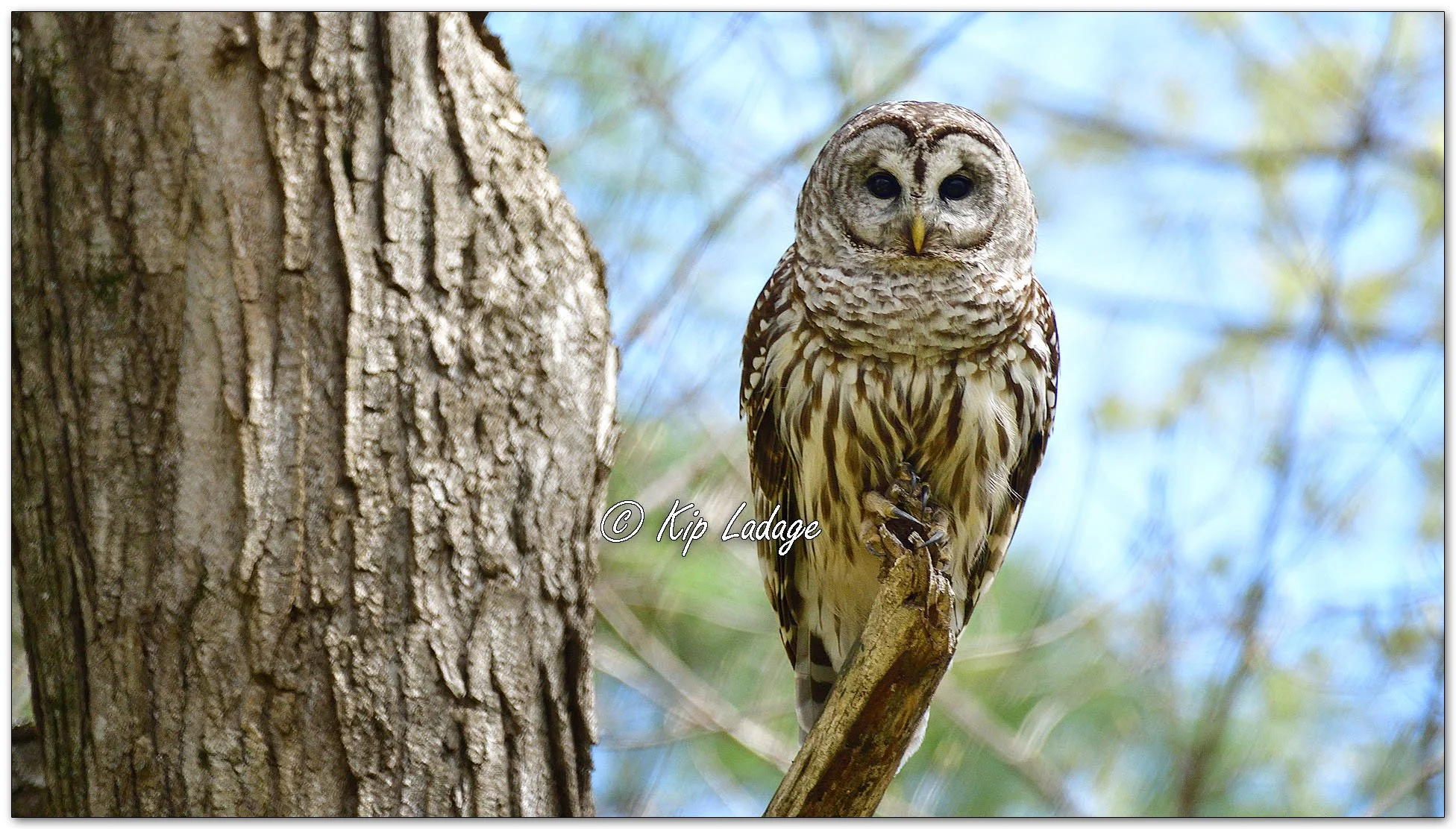 Adult Barred Owl - Image 1090389