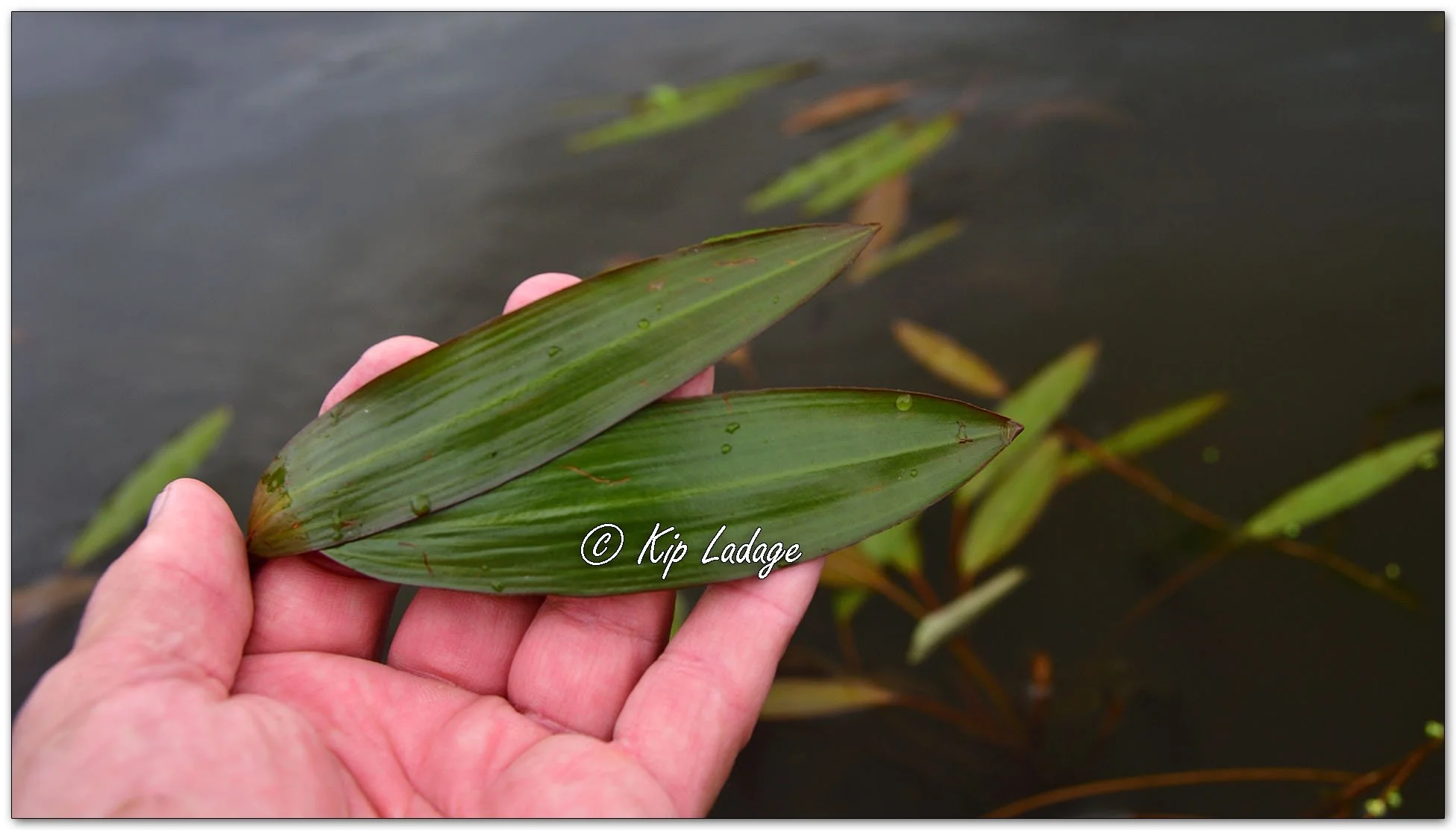 Floating Pondweed - Image 1148981