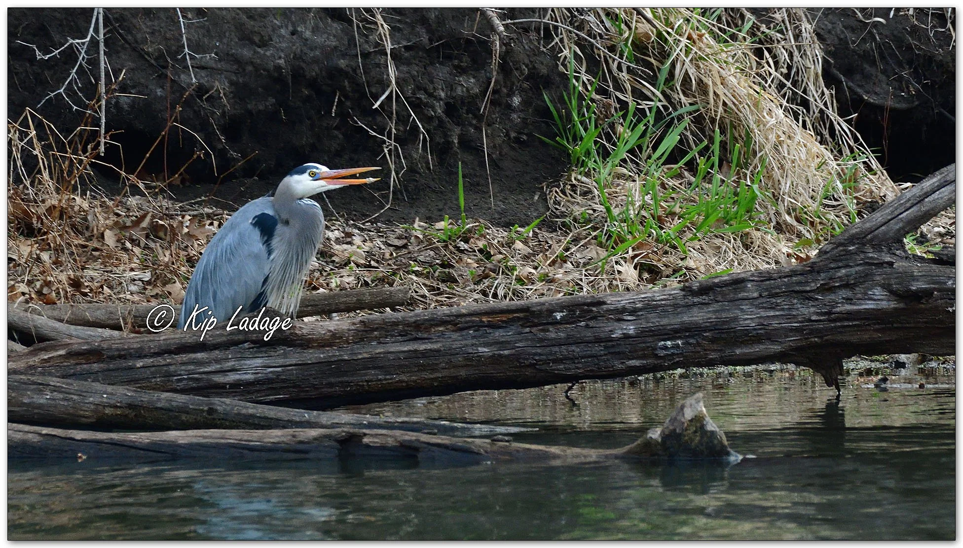 Great Blue Heron - Image 1082270