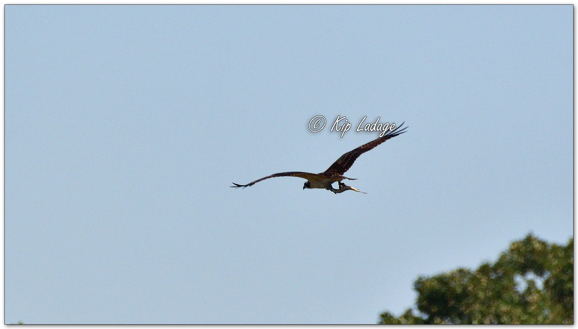 Osprey Along Wapsipinicon River - Image 1138840