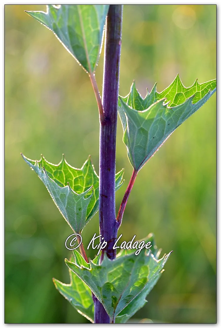 Pale Indian Plantain - Image 1123625