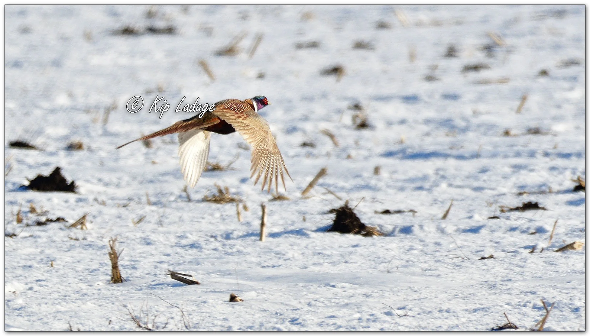 Rooster Ring-necked Pheasant - Image 1049477