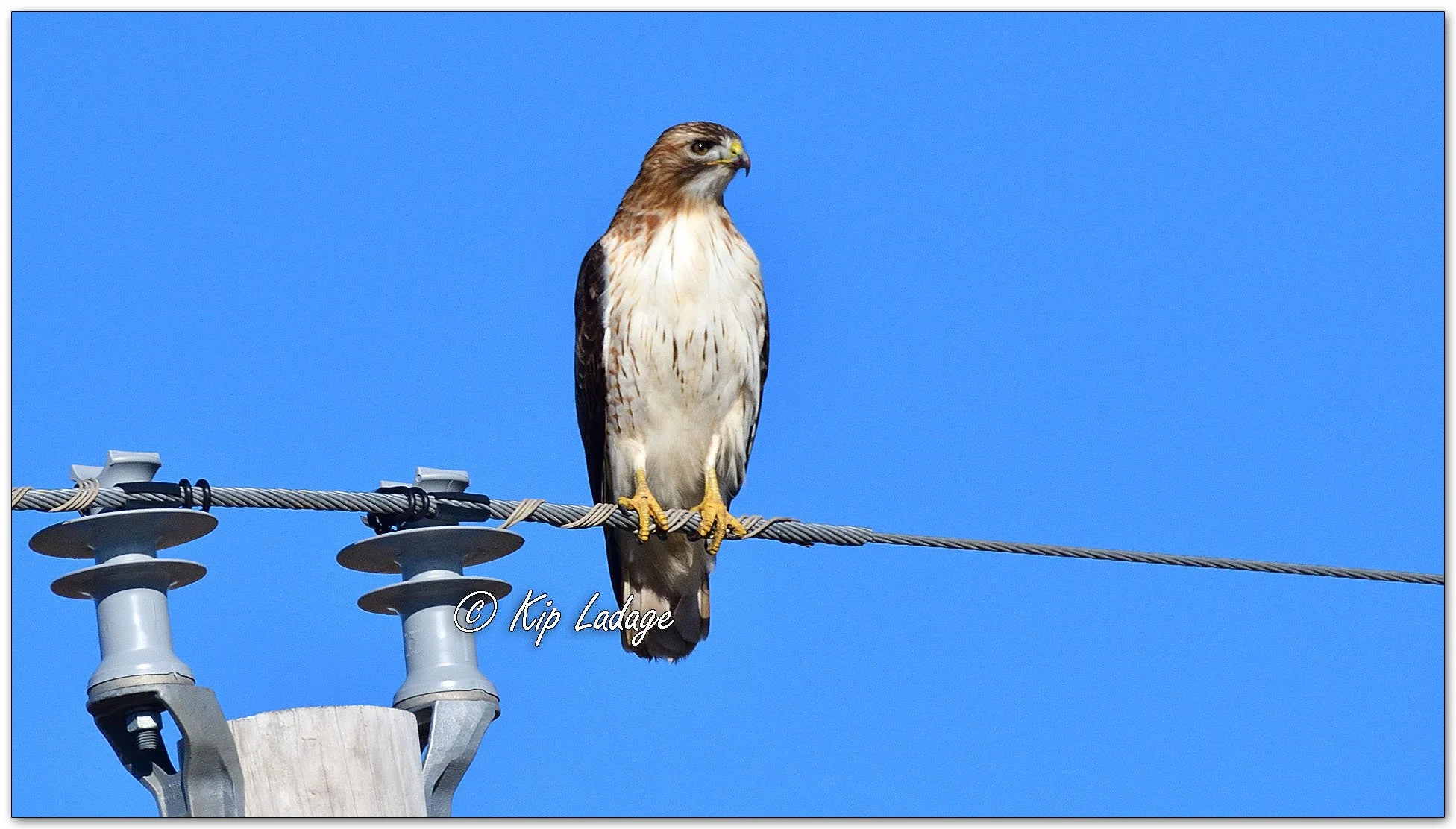 Red-tailed Hawk on Power Line - Image 1056830